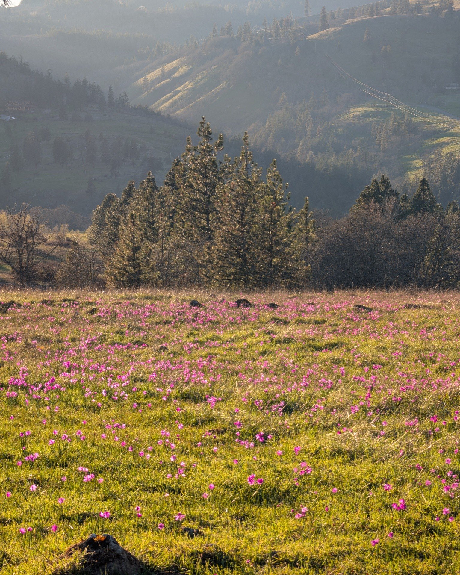 So many flowers and such beautiful light this time of year.

 #oregonwine #grasswidow #spring #springblooms #oregonwine #pnw