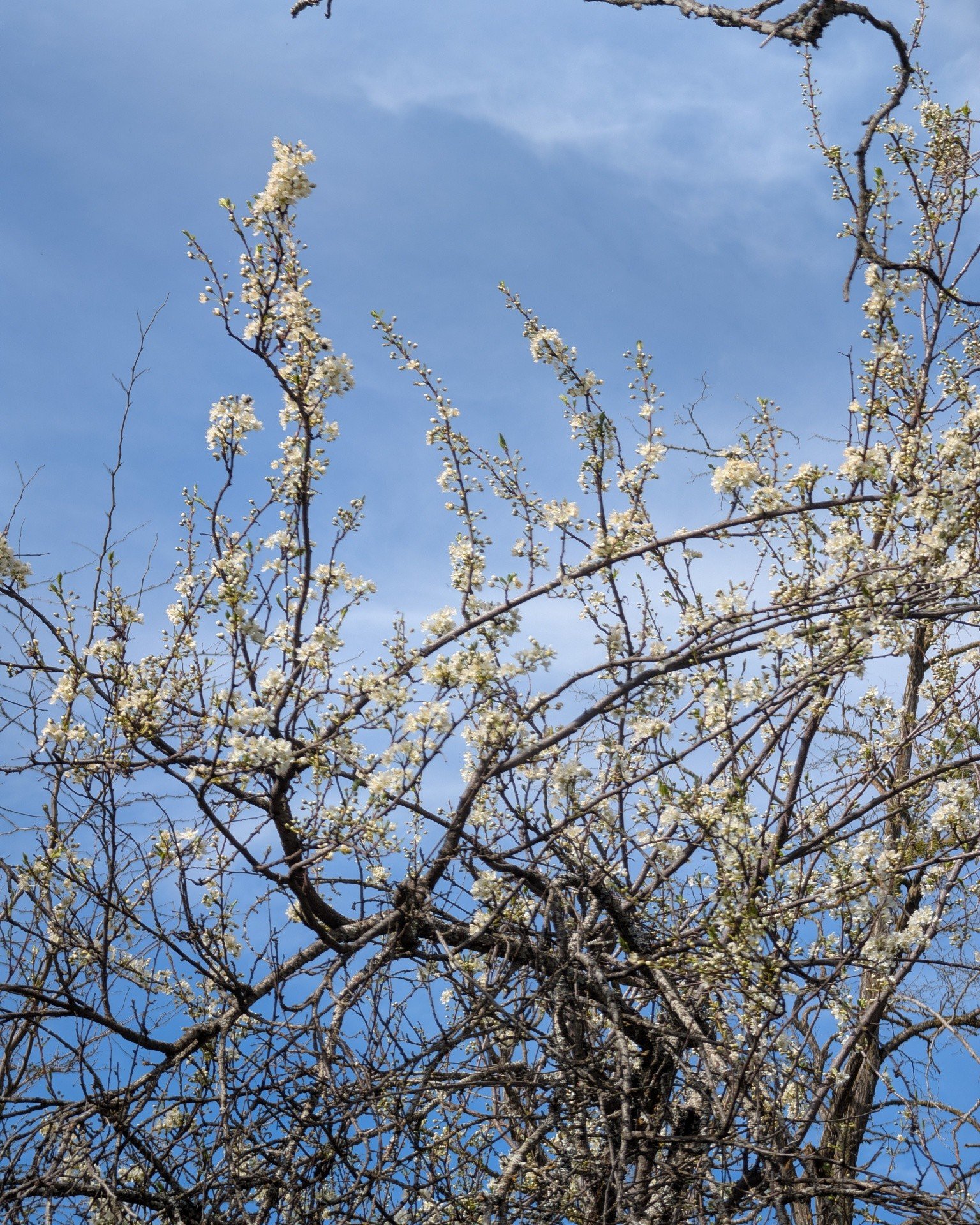 Fruit trees are blooming in Mosier. Beautiful weather for some spring wine!

 #gorgewine #oregonwine #pnw #springblooms #spring #pluot