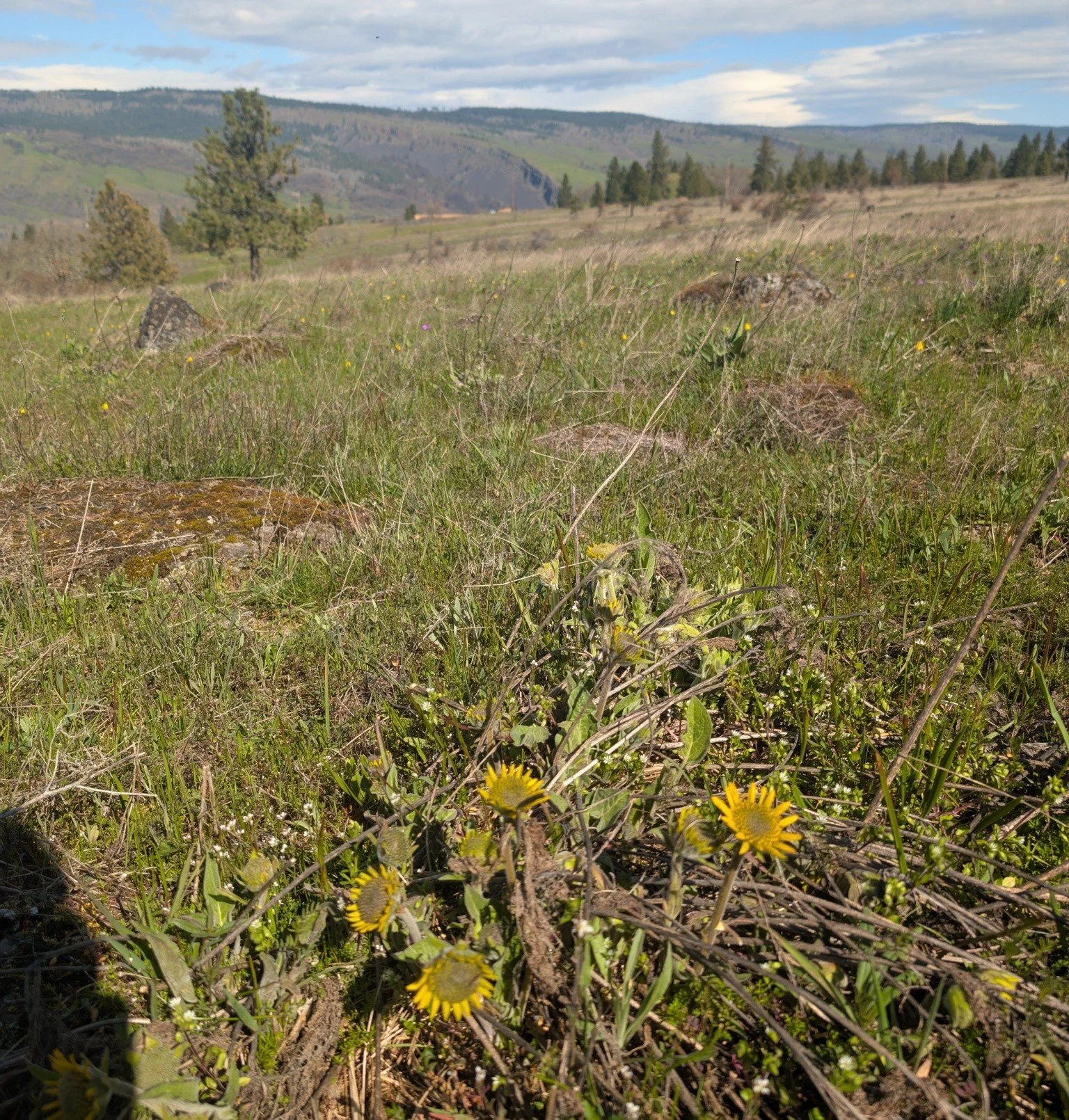 The arrow leaf balsam root is starting to bloom! 

#gorgewine #oregonwine #springblooms #pnw #spring #flowers #wildflowers