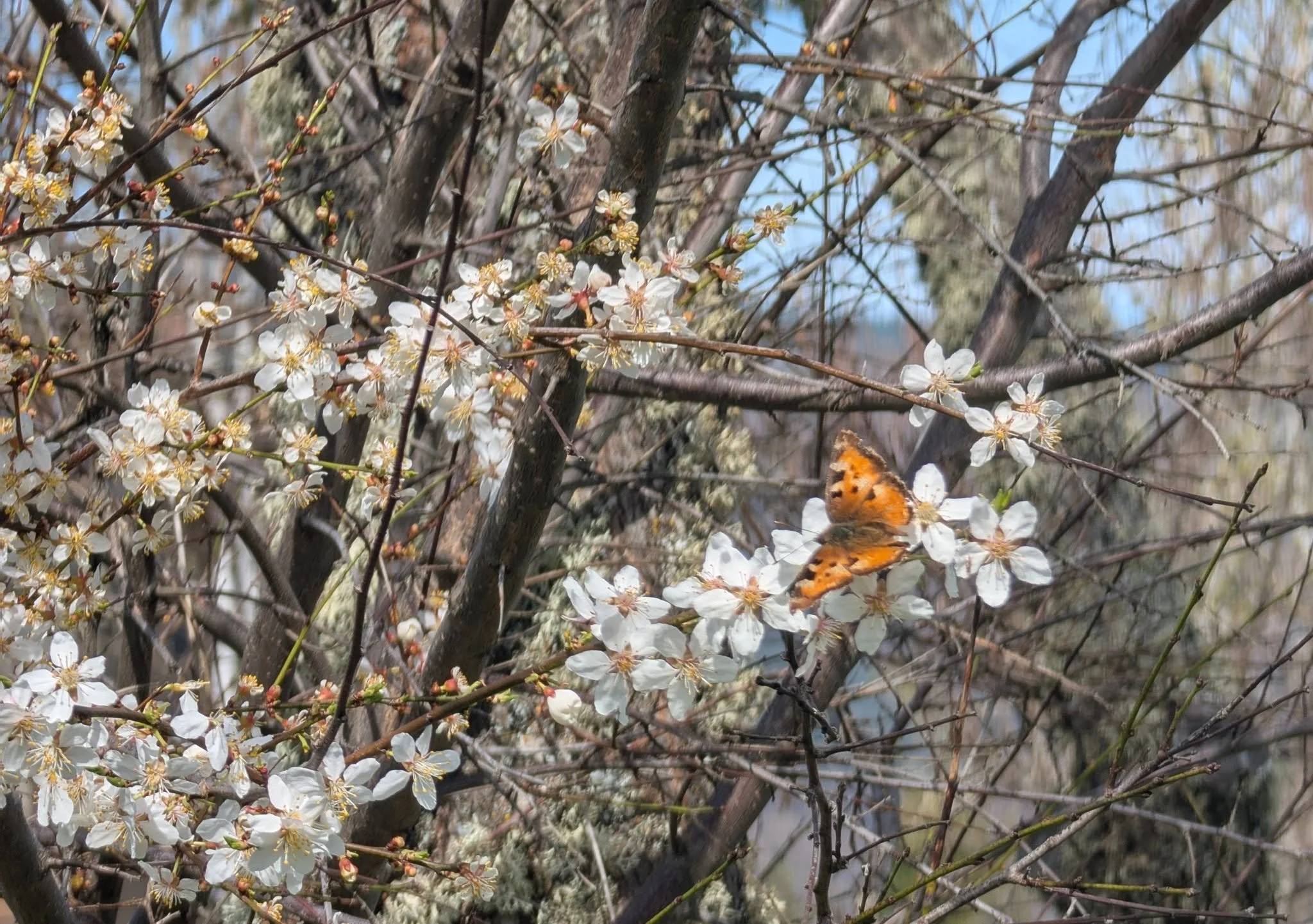 Pollinators are coming out to say hi!

 #pollinatorswelcome #gorgewine #oregonwine #blossom #butterfly