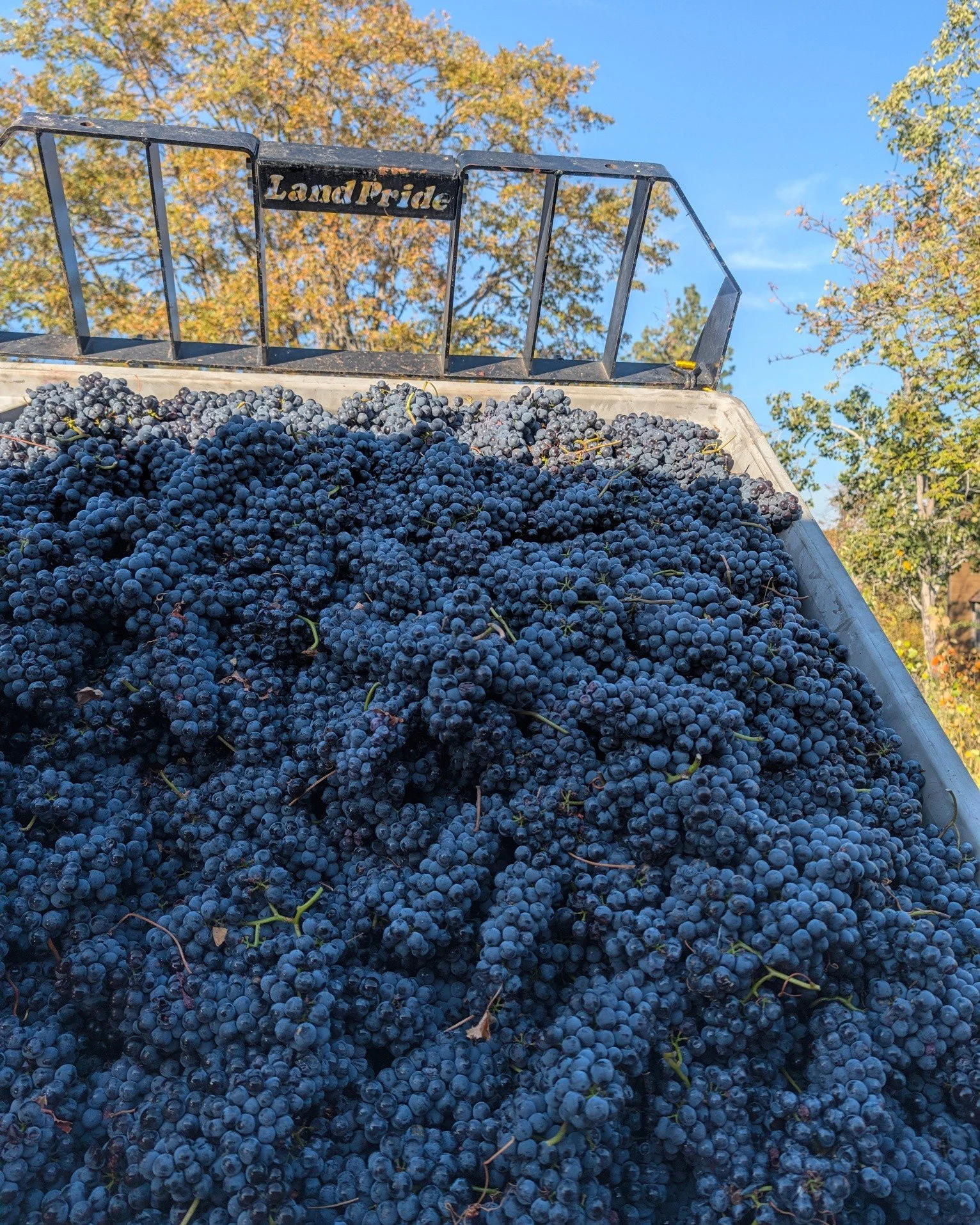 Last grapes in for Harvest 2026. Switched things up  by going with Nebbiolo instead of our usual Tempranillo. With the weather looking to change and the vineyard wanting to wrap up, the Tempranillo wasn't quite ready. Looking forward to how this new 