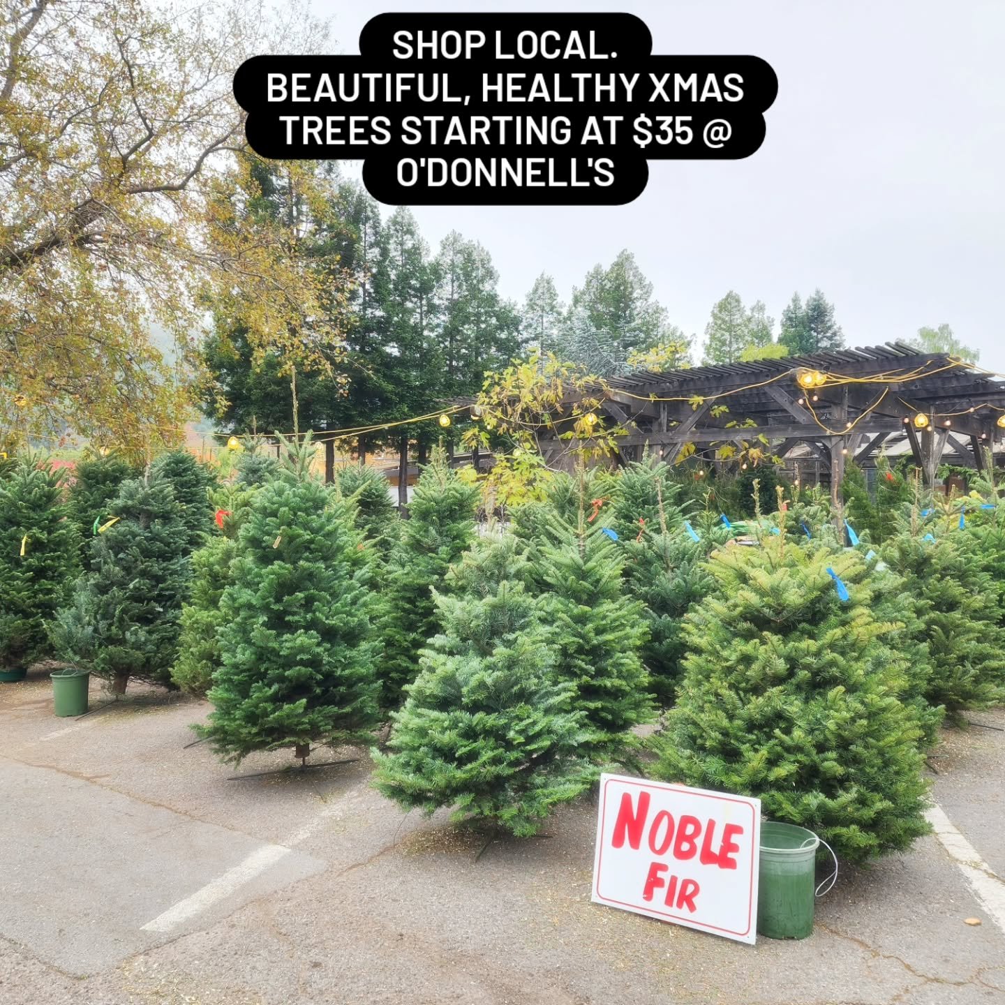 O'Donnell's Nursey lends us their Christmas trees to decorate the winter market. 🙏🏼🙏🏼🙏🏼