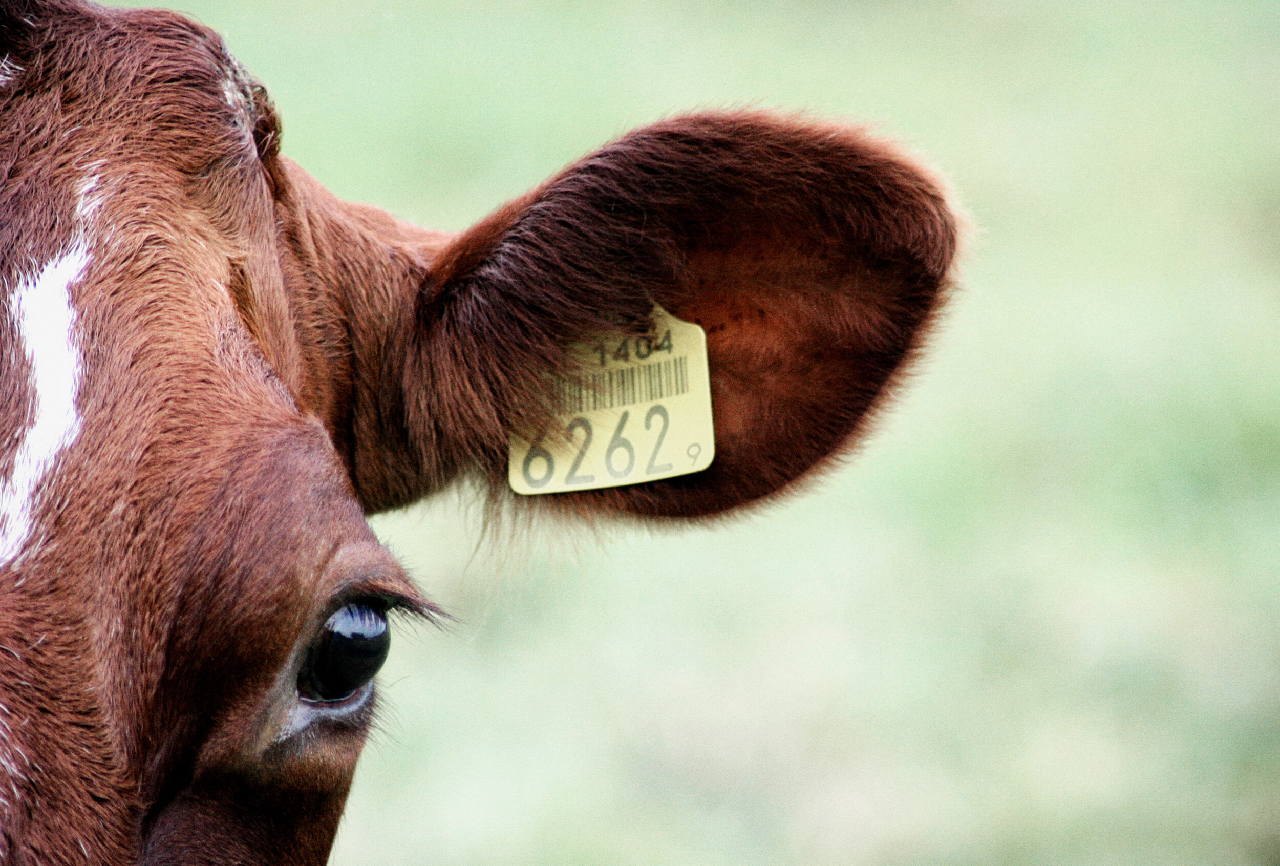 Метка для животных. Уши коровы. Биркование коров. Бирки для коров. Коровы с бирками в ушах.