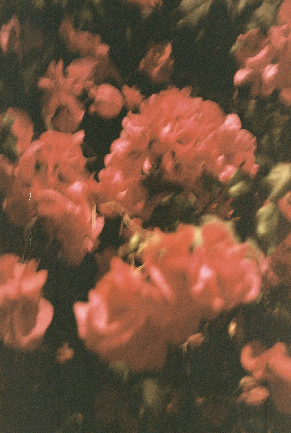 Lee_Morgan_Photography_Coachella_2012_4.png