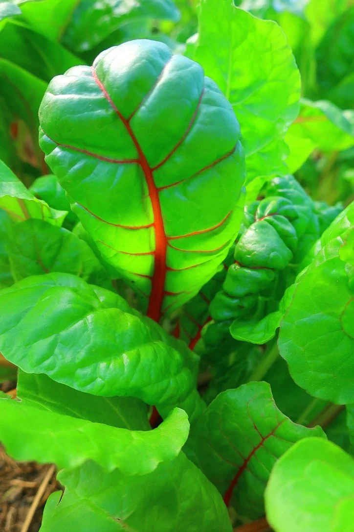 Chard.jpeg