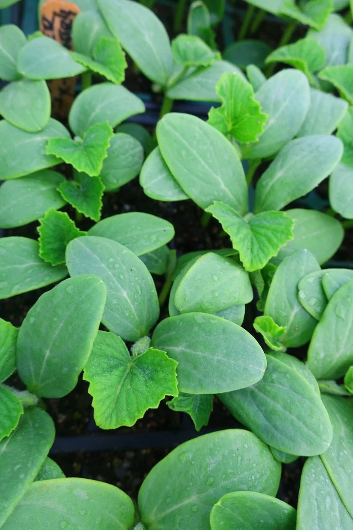 Pickling Cucumber.jpeg