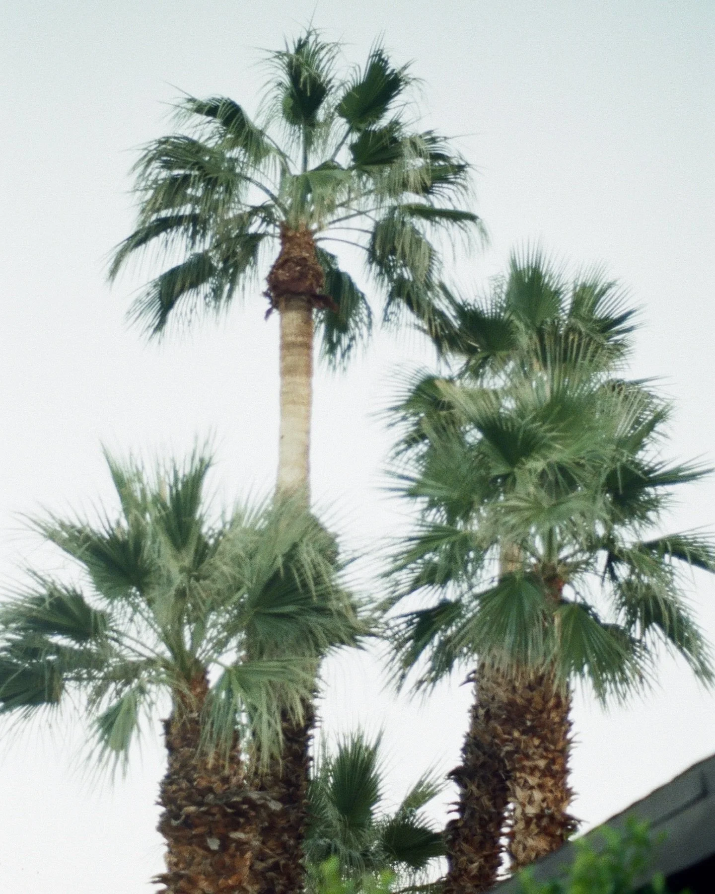 Film (+ one selfie) from a little trip to Palm Springs last month to celebrate @kass.sherbs turning 30! We hiked, we ate, we hiked some more, and we got to see the magic of one of Kass&rsquo;s favorite places. 10/10 recommend a trip with your sisters