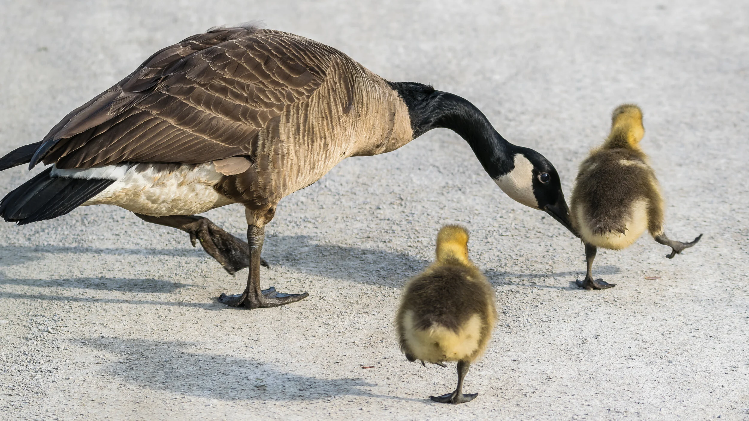 E-Rob Swindell-D1-Move it, move it, move it . . ..jpg