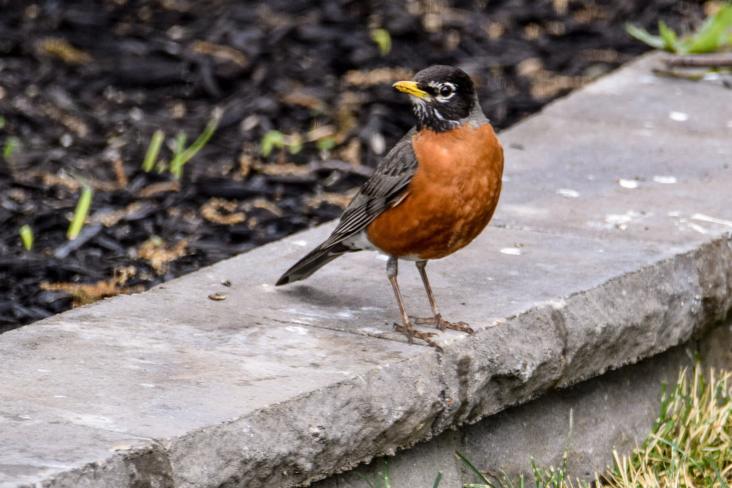 Robin On Bird Photography/Video — Black River Audubon Society