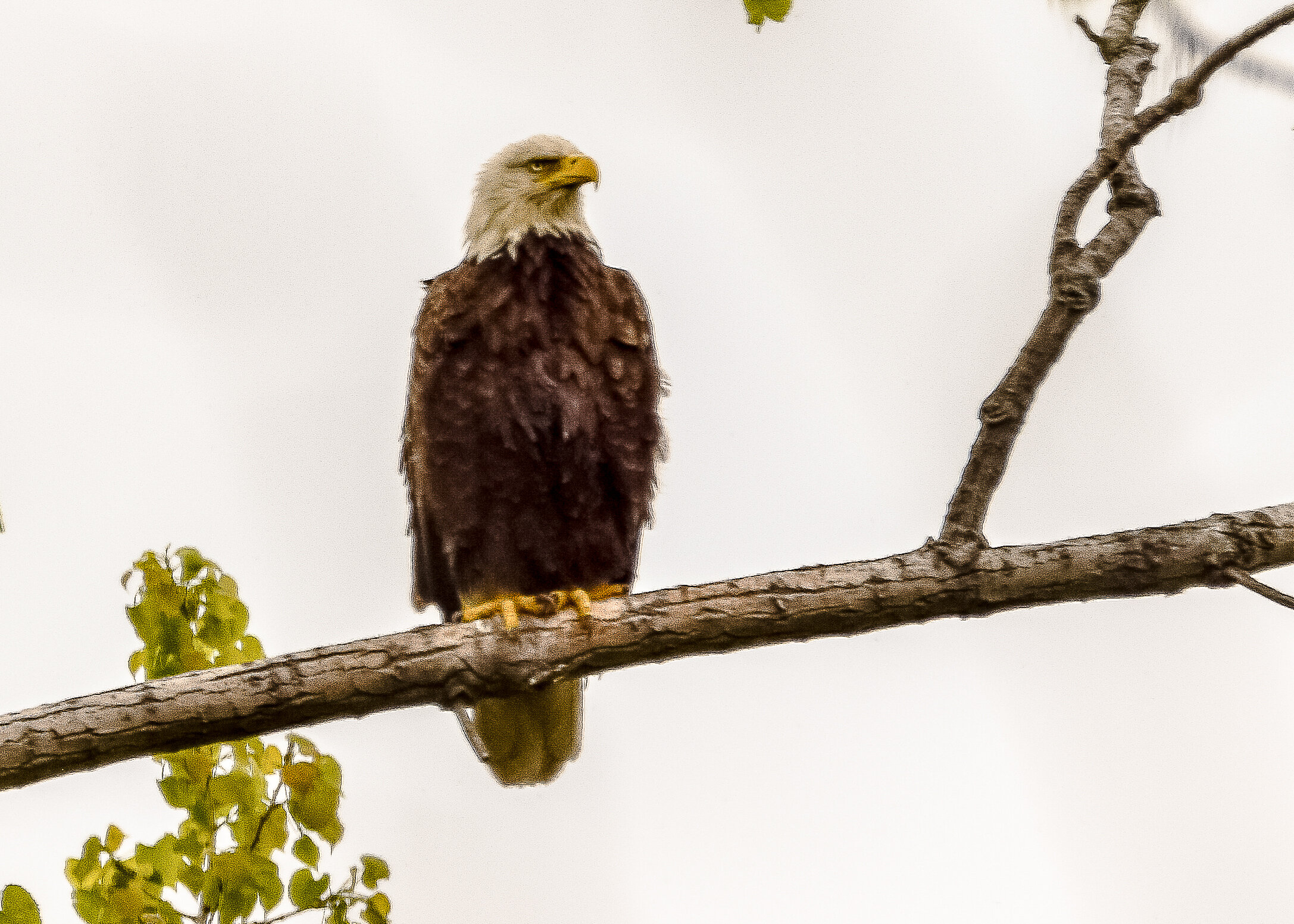 Bald Eagle