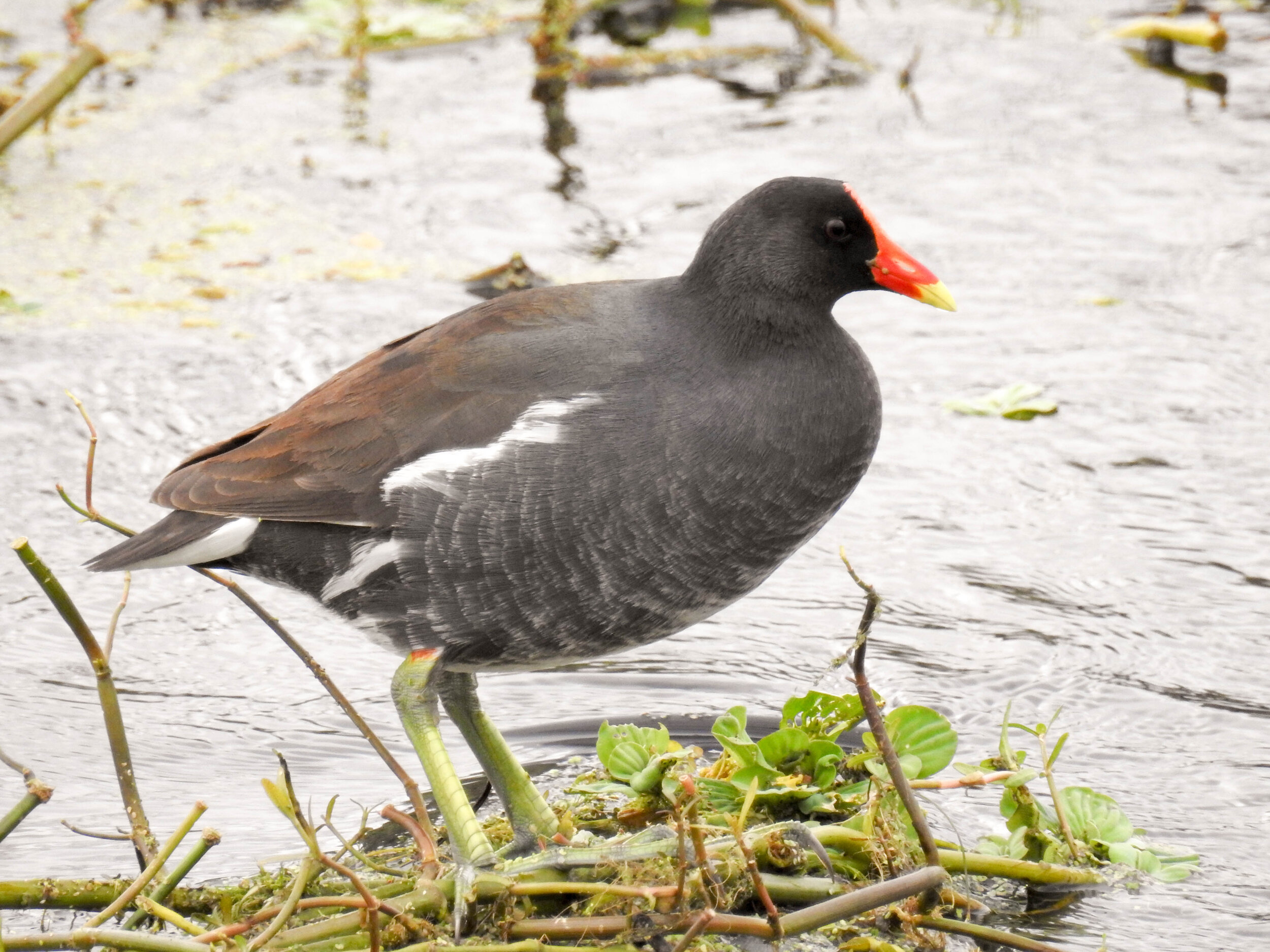 Common Galinule