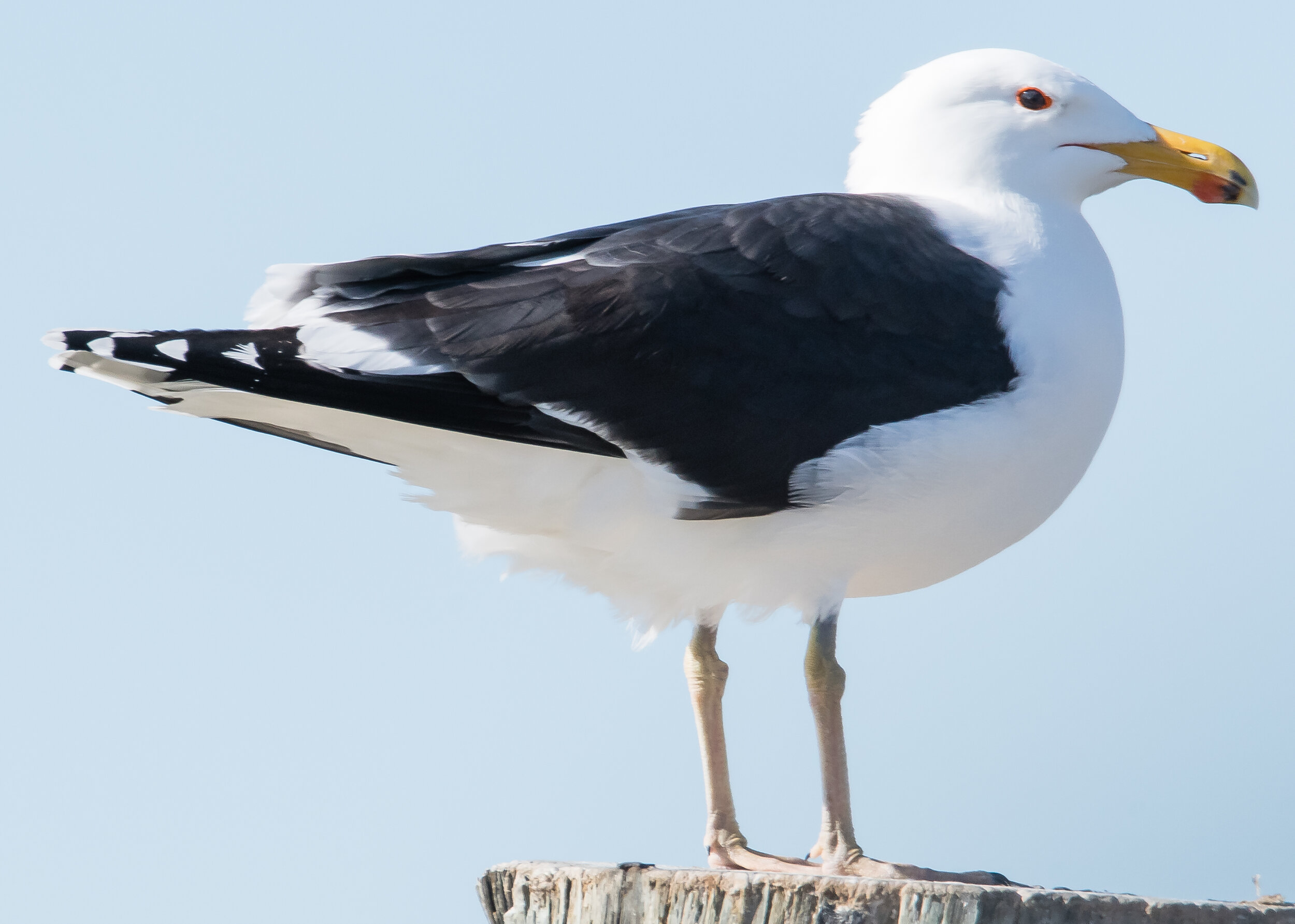 Great Black-backed Gull