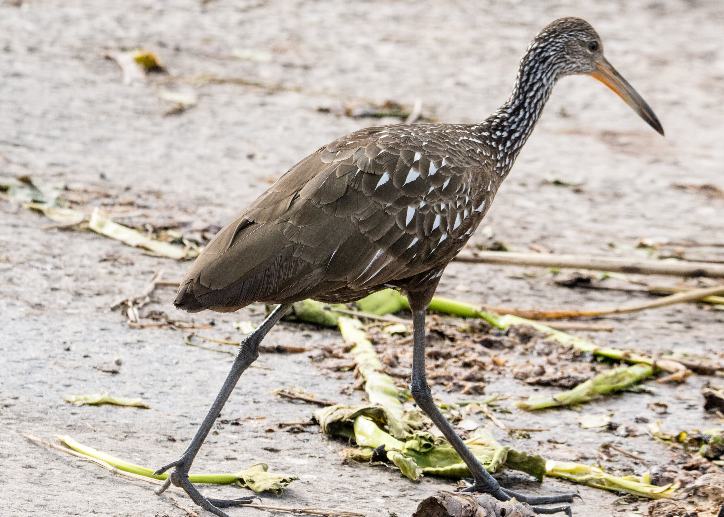 Limpkin