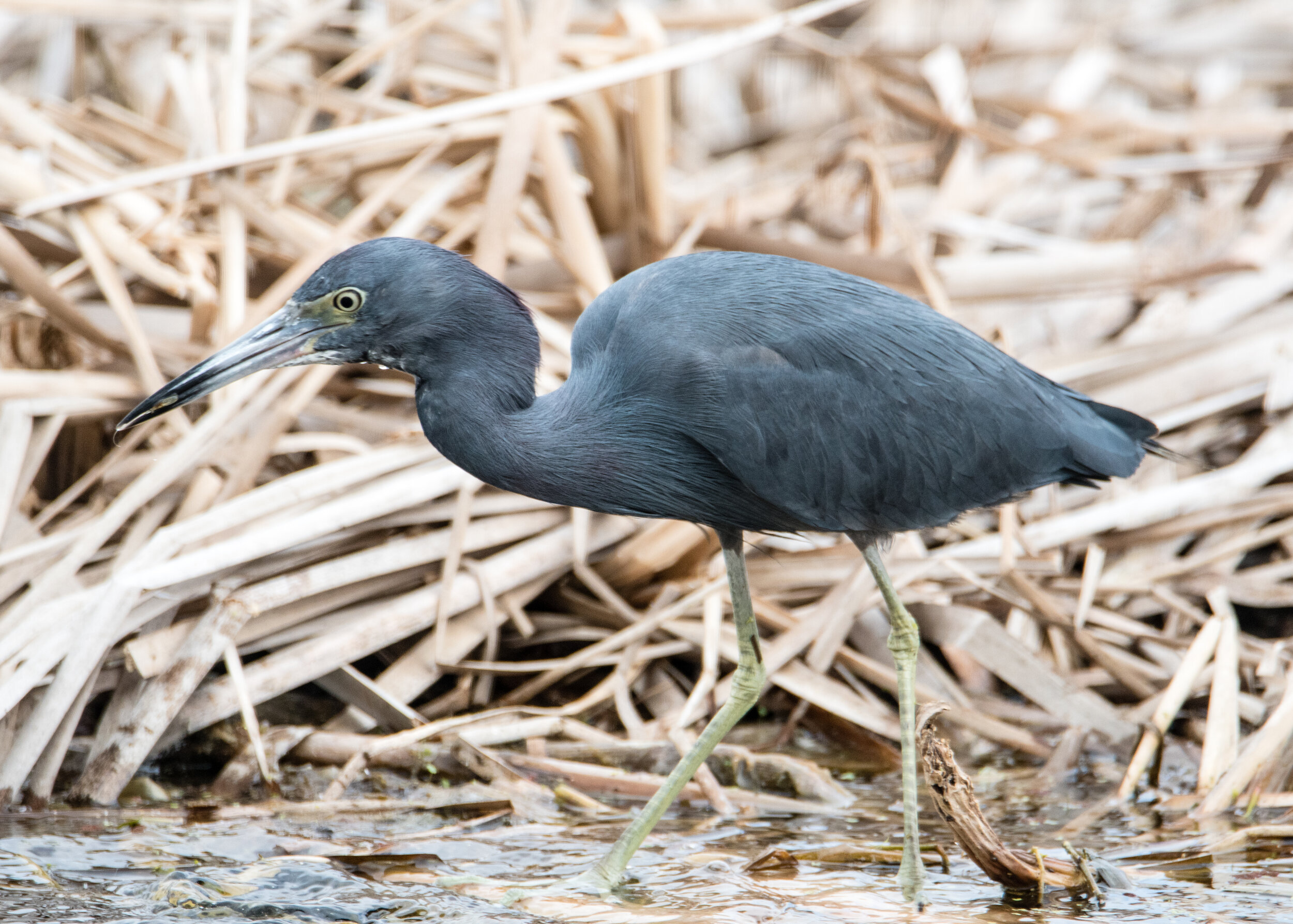 Little Blue Heron