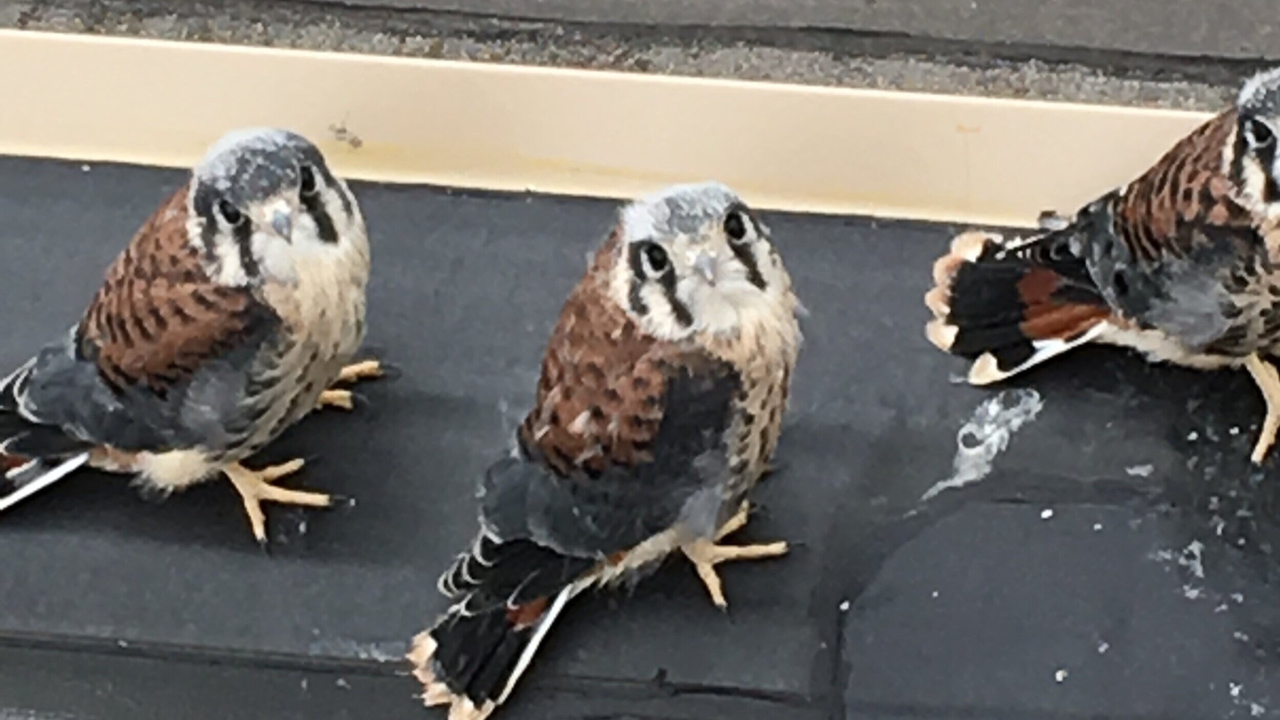 Young Kestrels