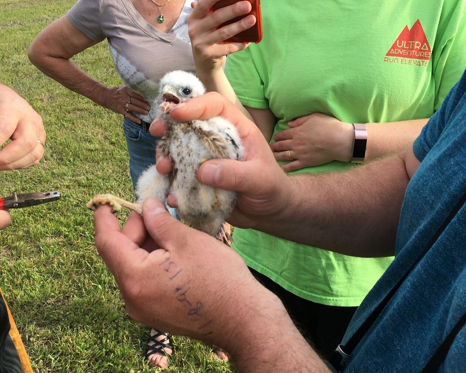 Kestrel banding