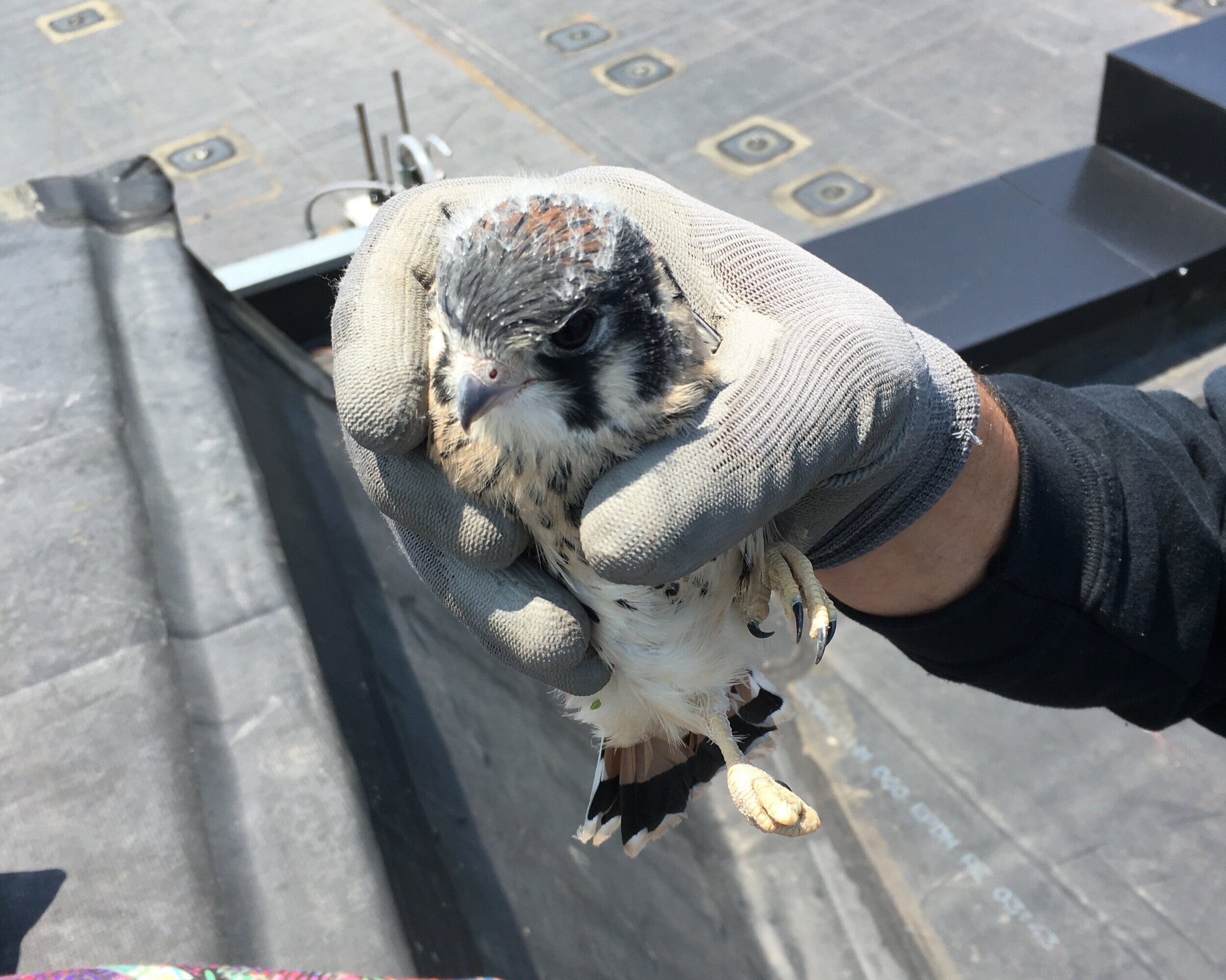 Kestrel banding