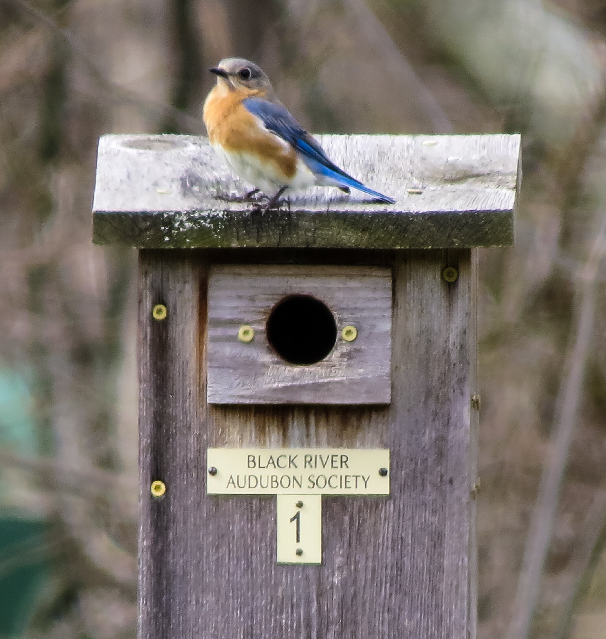 bluebird on box.jpg