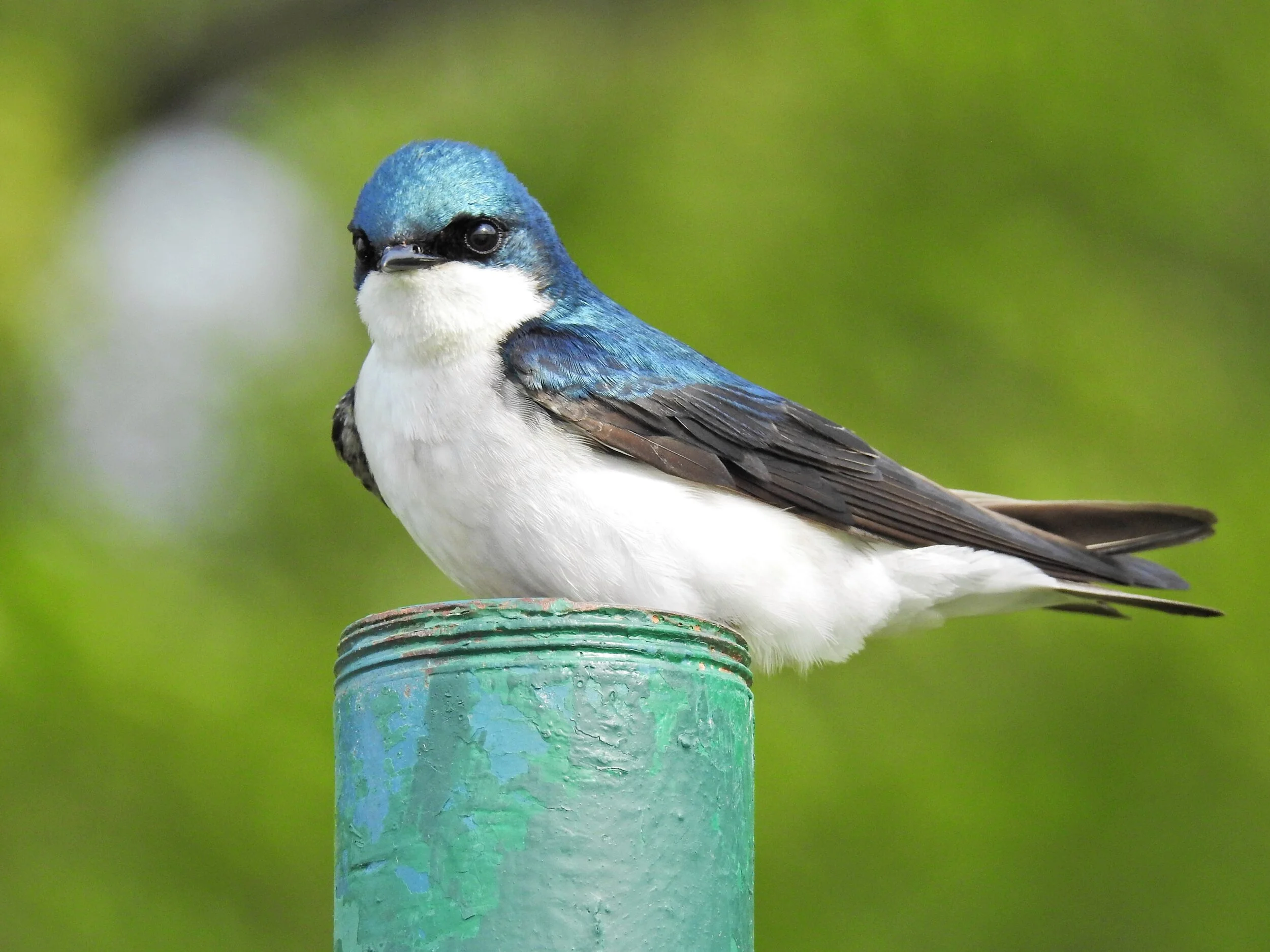 Male Tree swallow. Sandy Ridge 2019.JPG