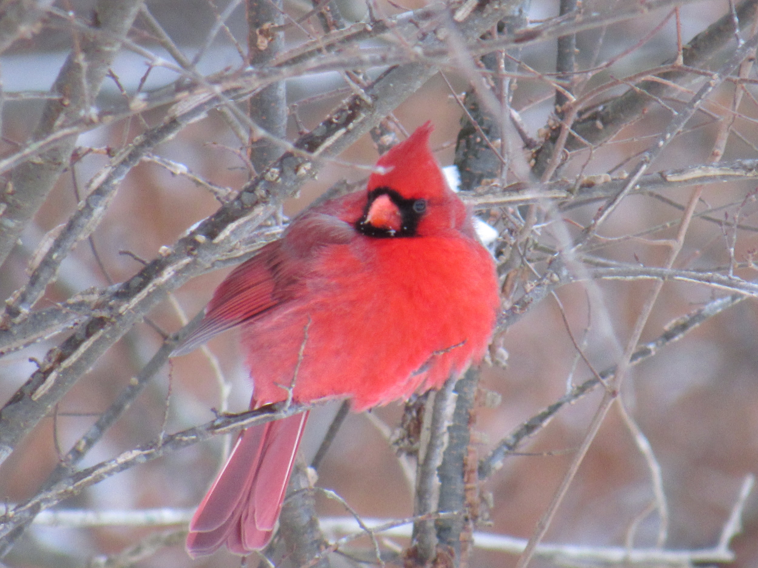 Elyria Christmas Bird Count