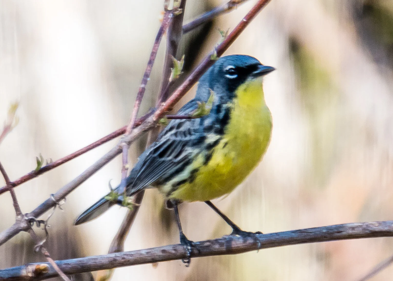 Kirtland's Warbler (Magee Marsh.2019).jpg