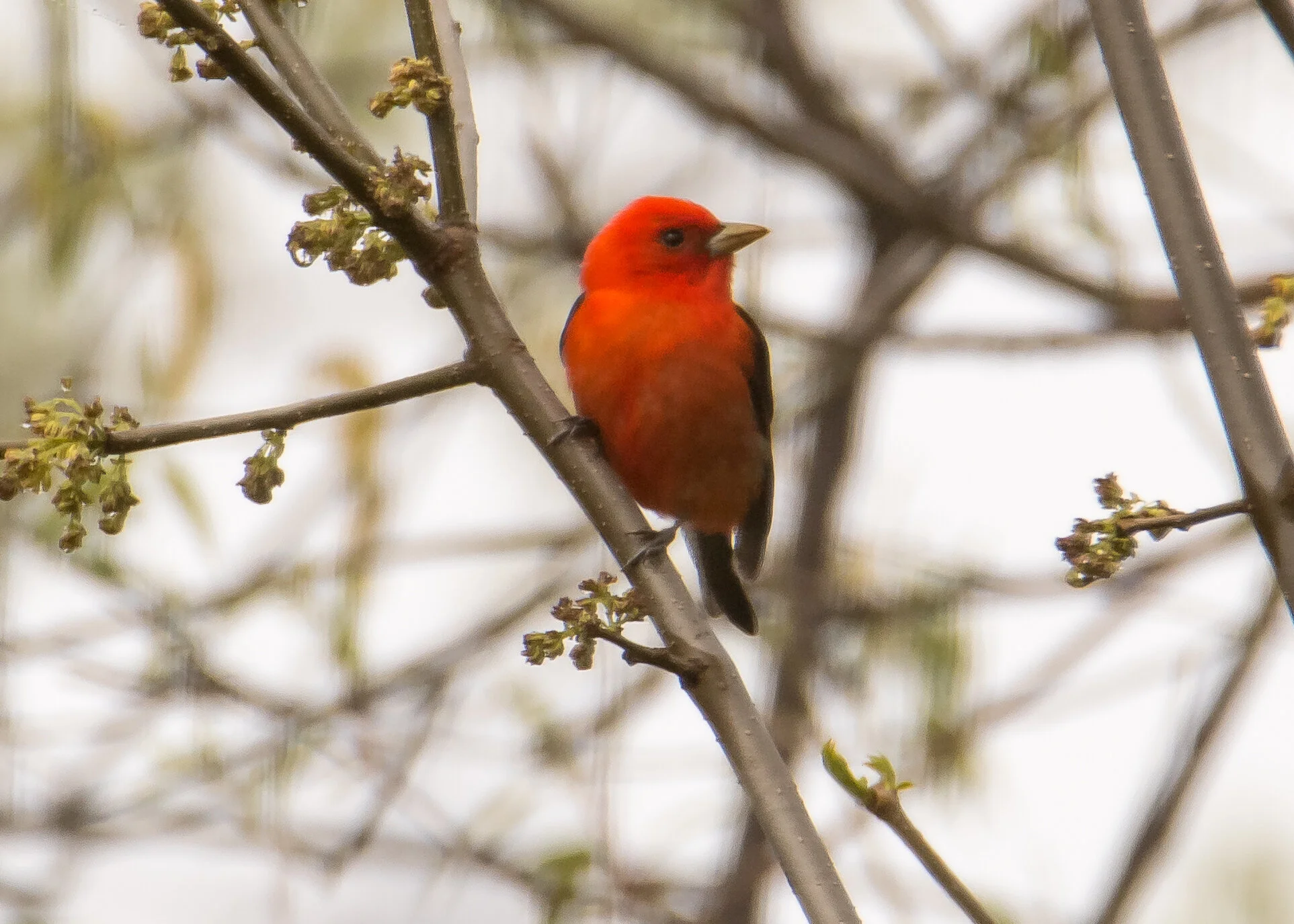 Scarlet tanager (Sheldon Marsh.2020).jpg