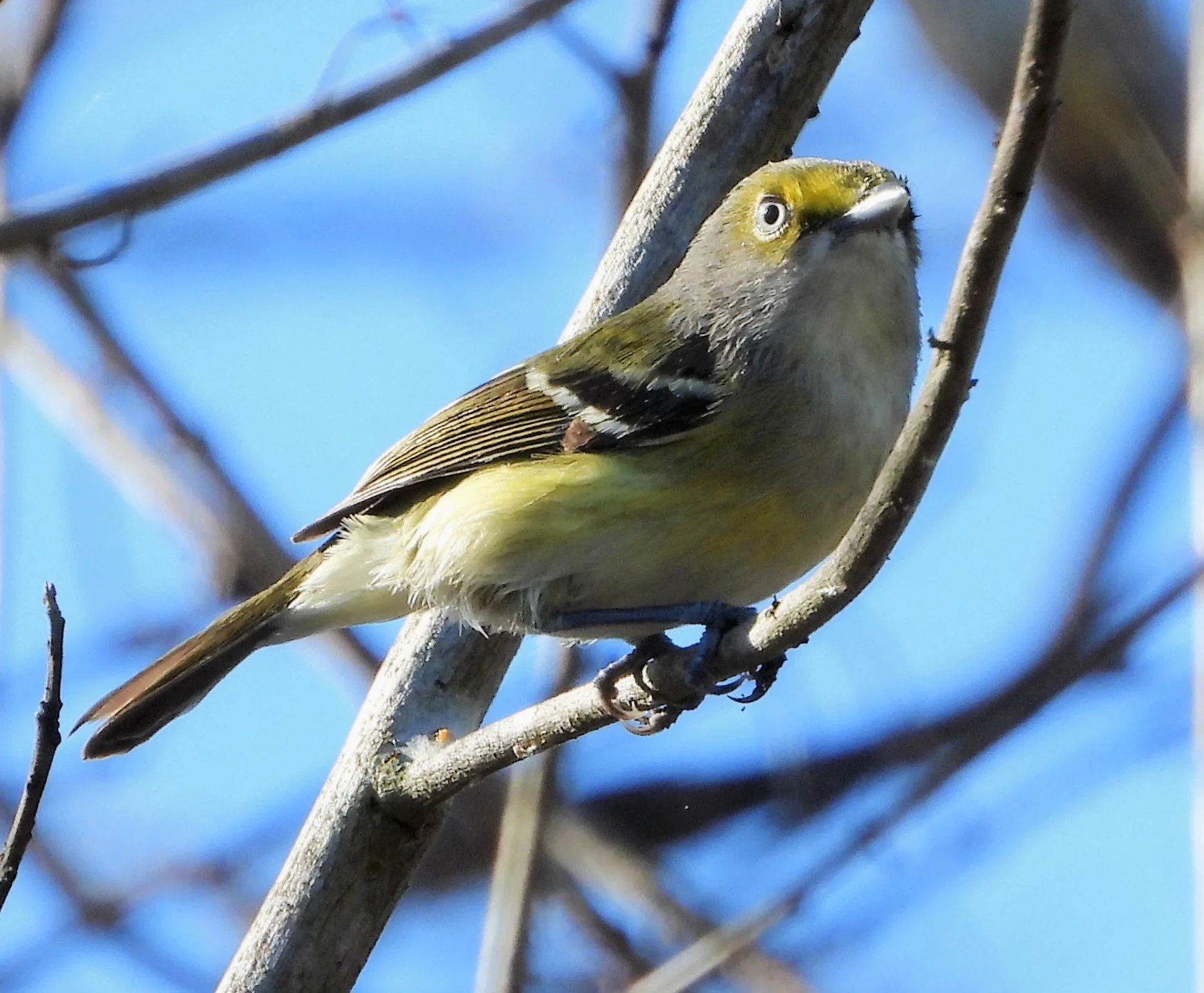 White-eyed vireo 2.JPG