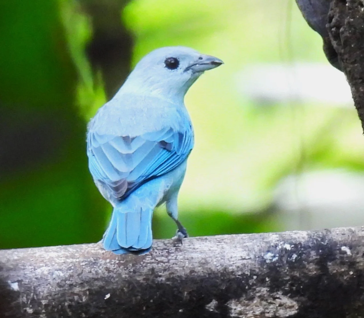 Blue-gray tanager..JPG