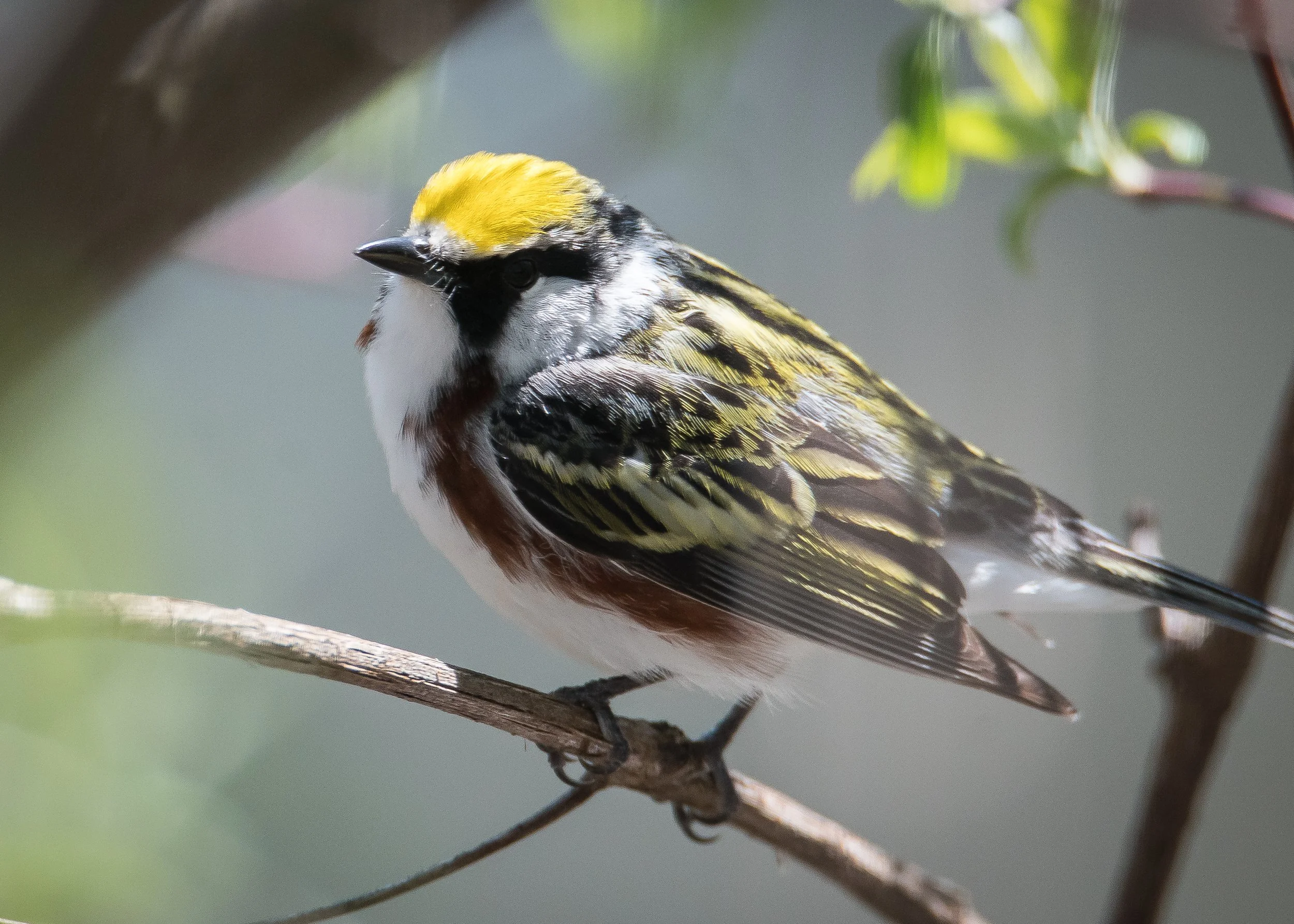 Chesnut warbler 2.jpg