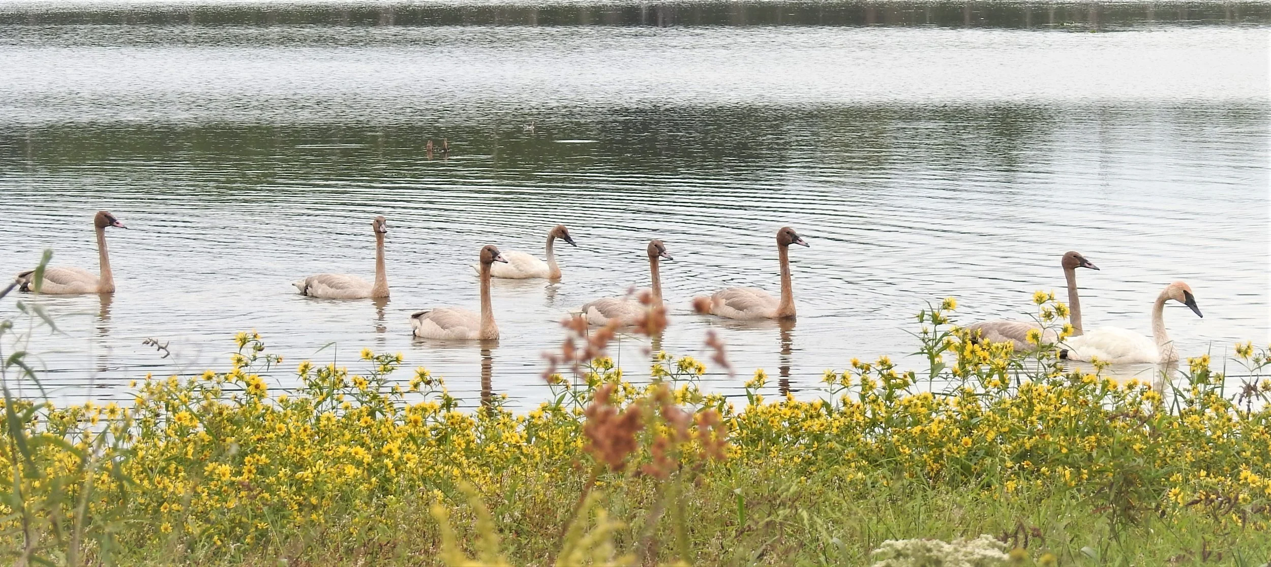 1st nesting Trumperter Swans at SR- thier 8 juveniles.JPG