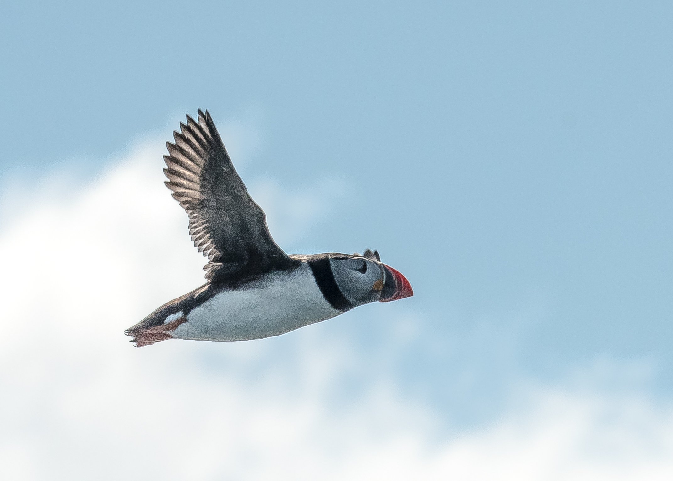 puffin flying 2.jpg