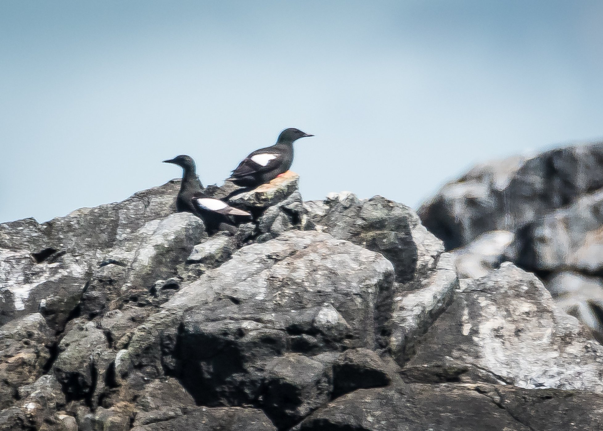 gulimont couple on rock.jpg