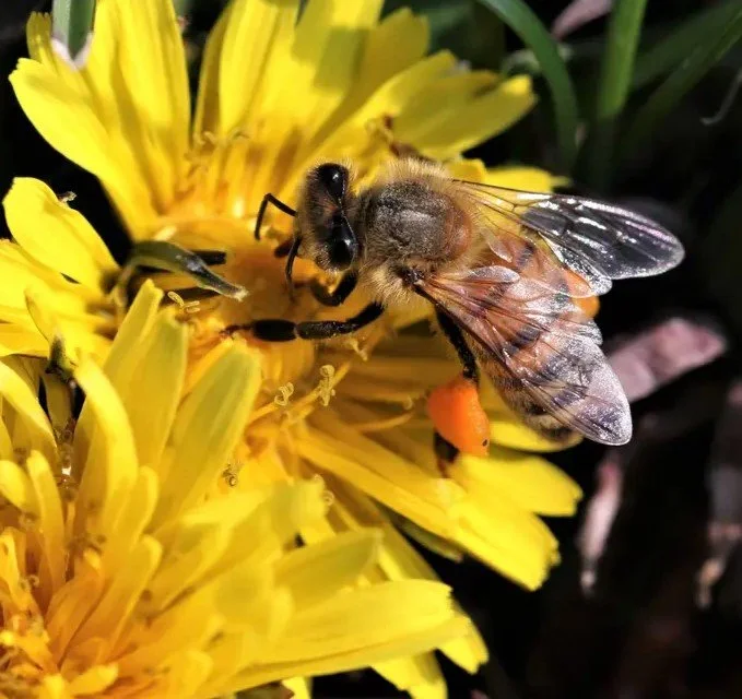 Monthly Program- Steven Moysan "Bees & Flowers Working Together"