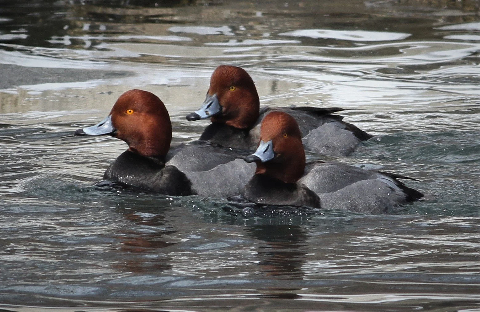Monthly Program- Matt Valencic ”Migrating Waterfowl and Winter Birds of NE Ohio"