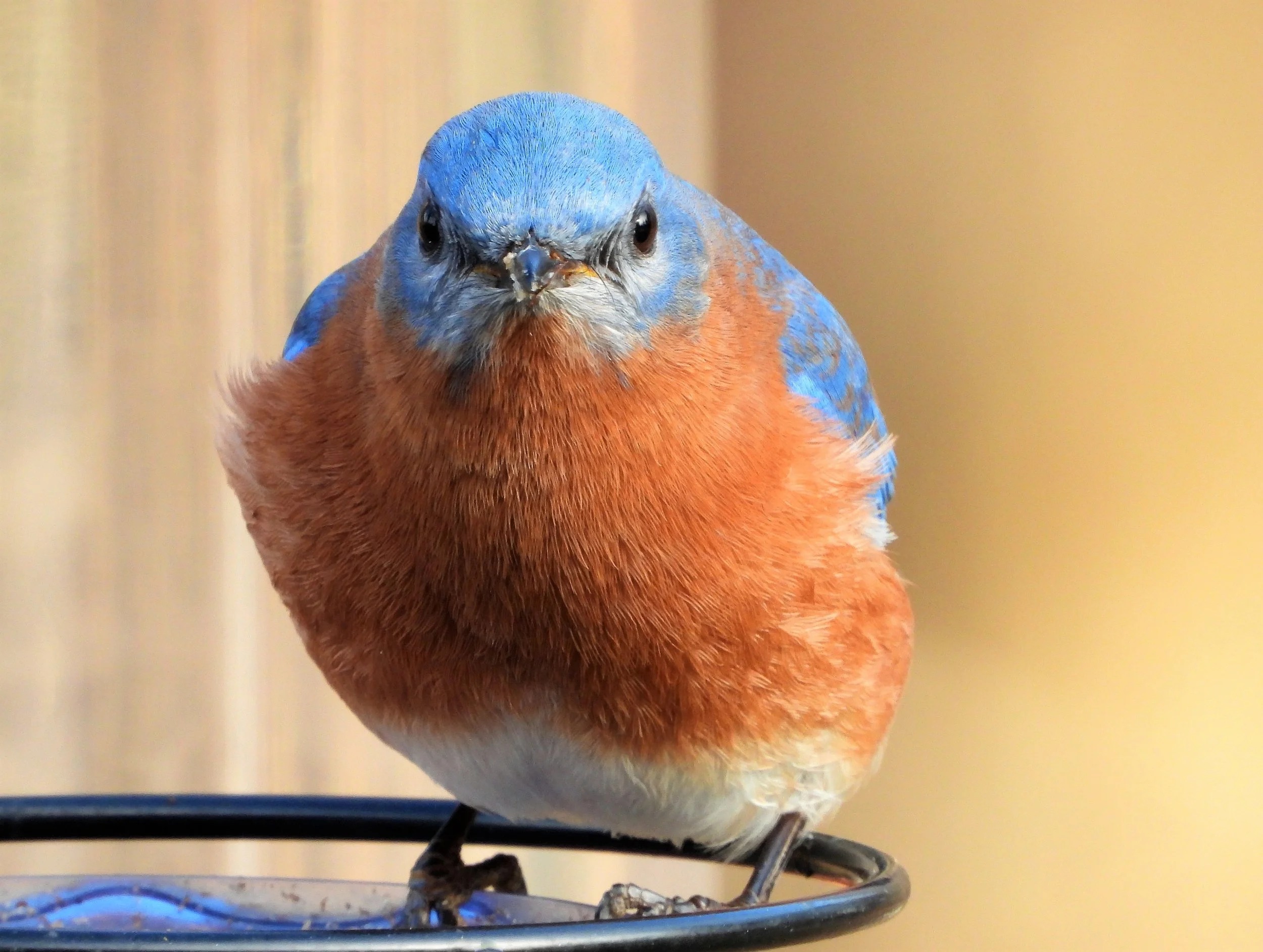 Fall Bluebird Trail Monitor Potluck Meeting