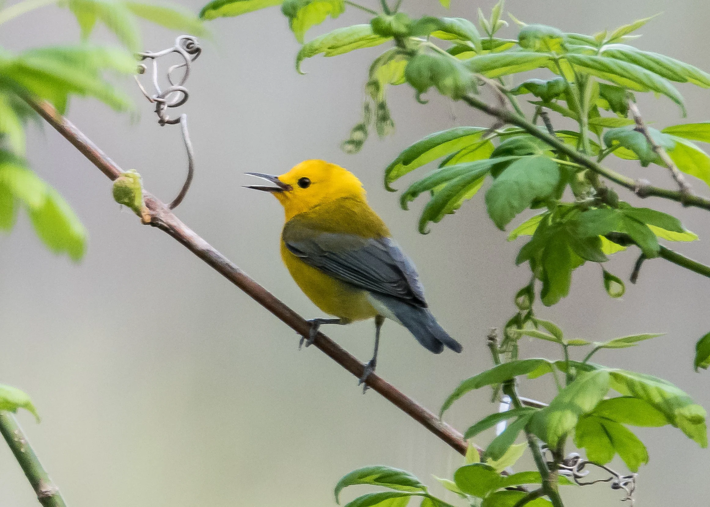 Prothontary Warbler.jpg