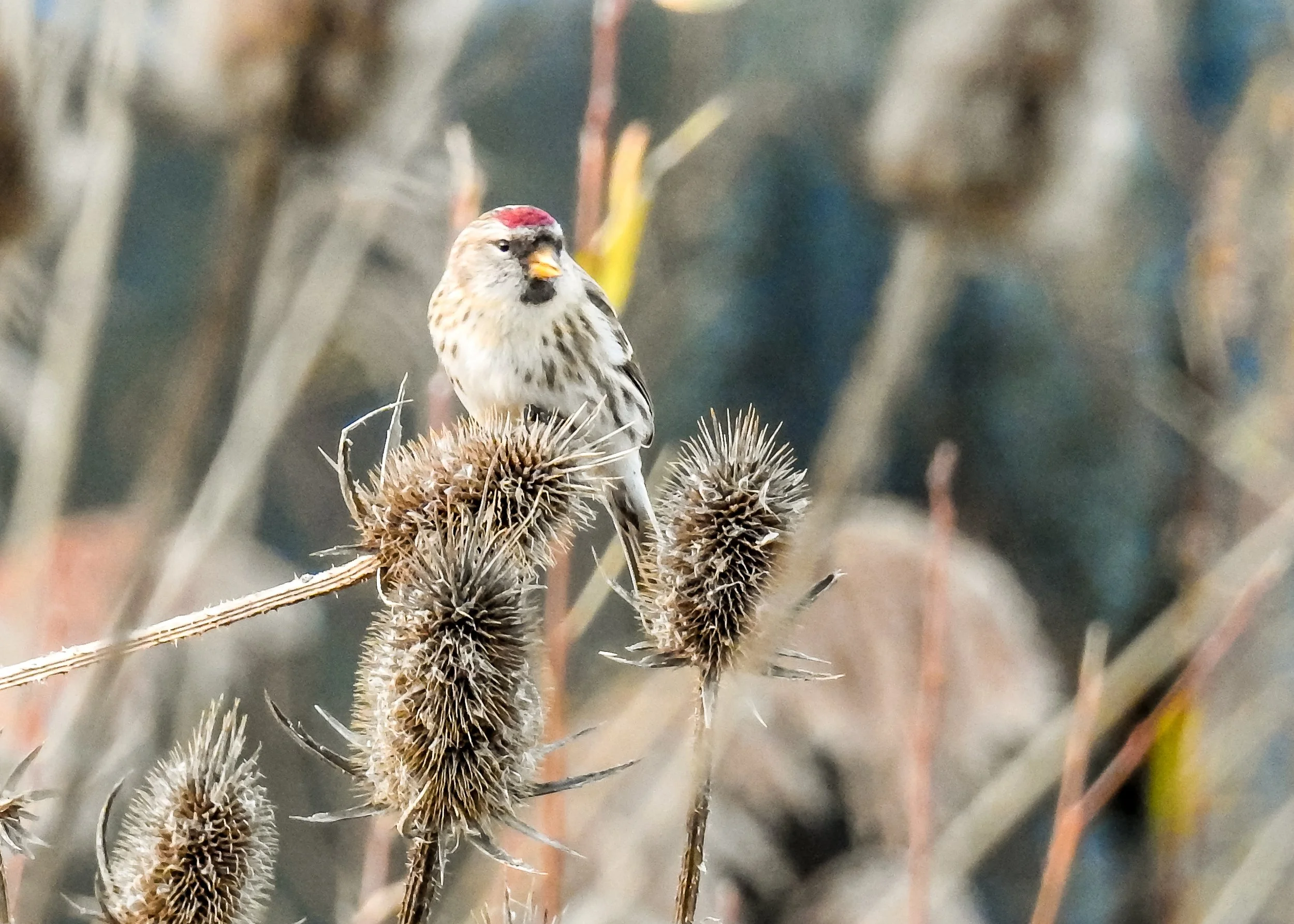 Common Redpoll (Lorain Impound. 2017).jpg