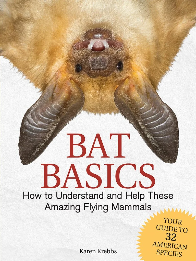 bat_basics_9781591938439_FC.jpg