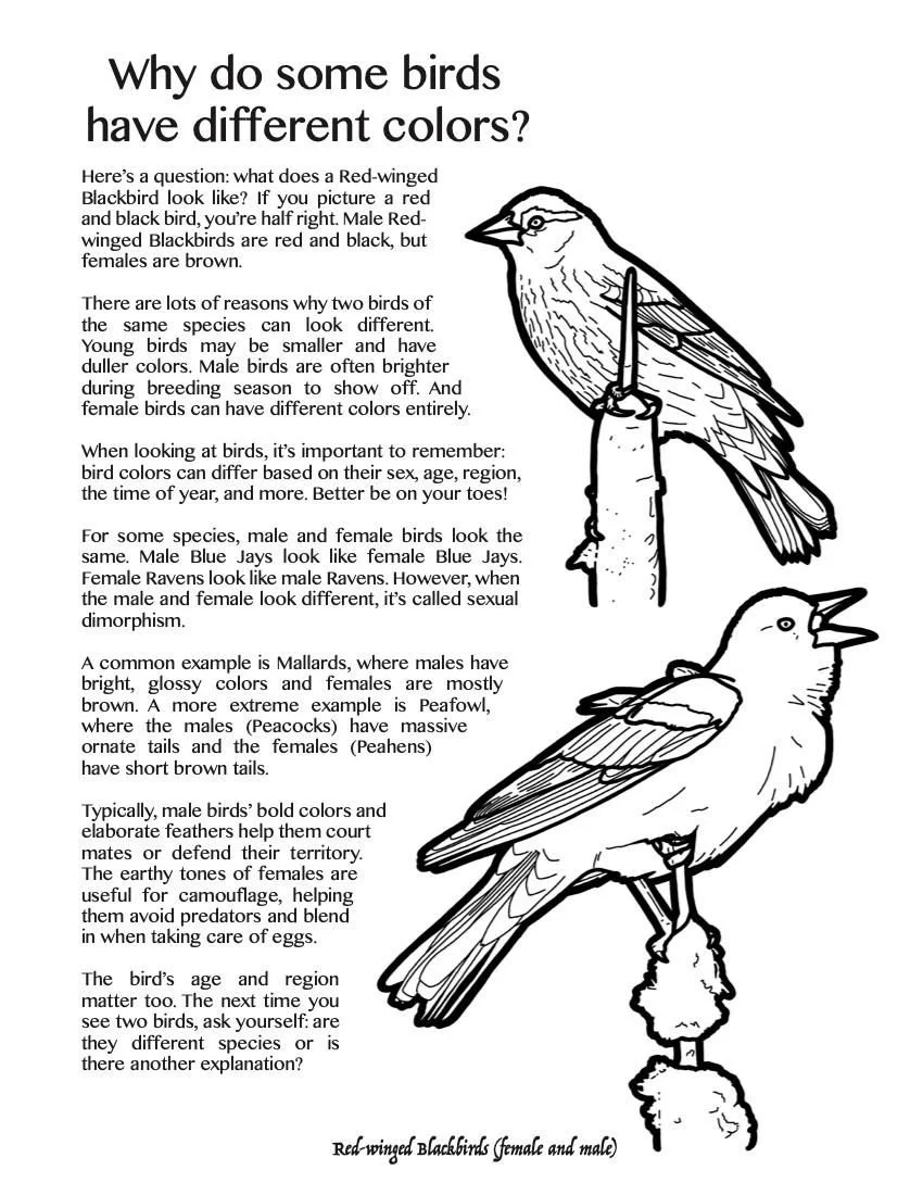 INtro to birds 2.jpg