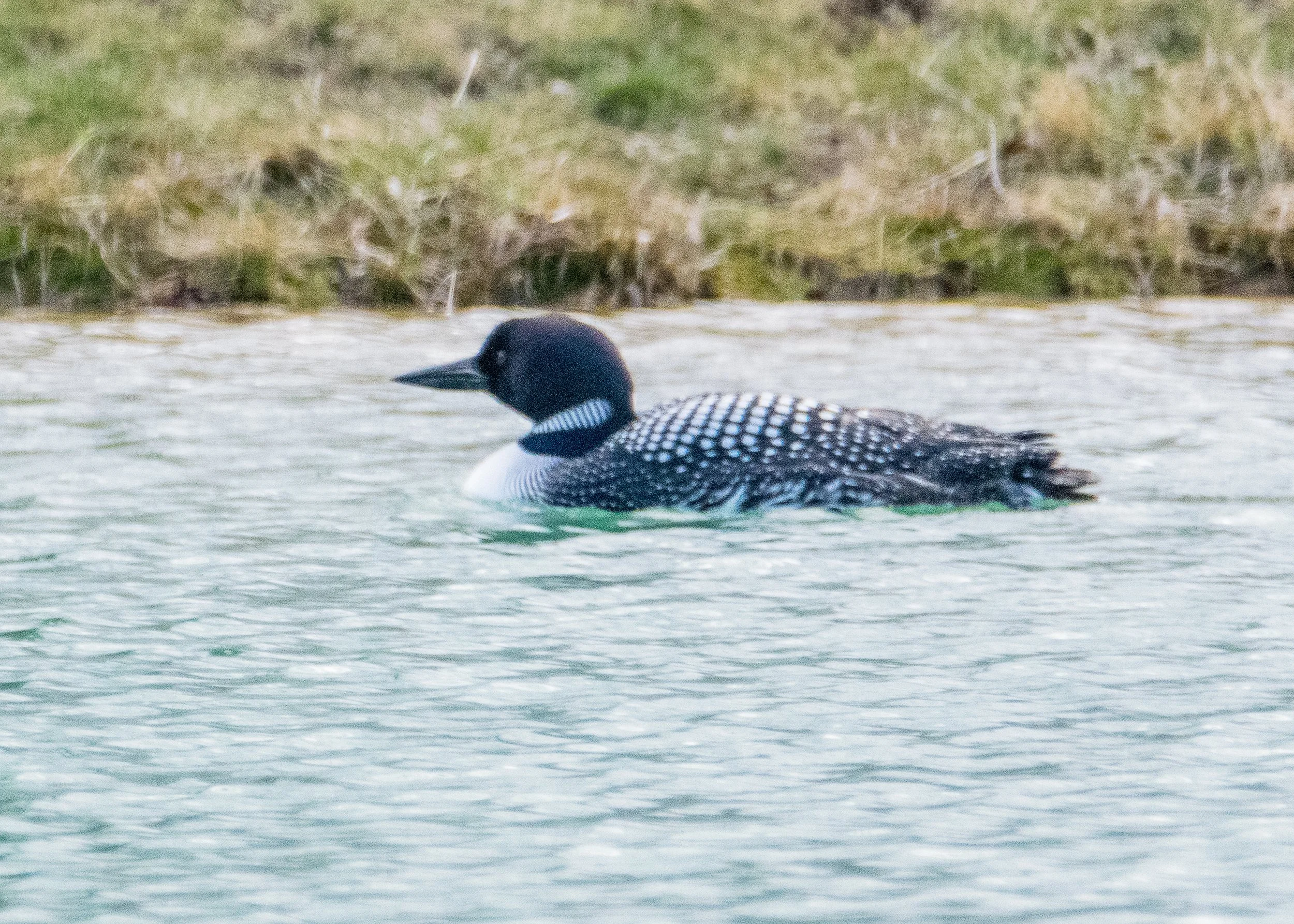 Common Loon (Sheffield.2018).jpg
