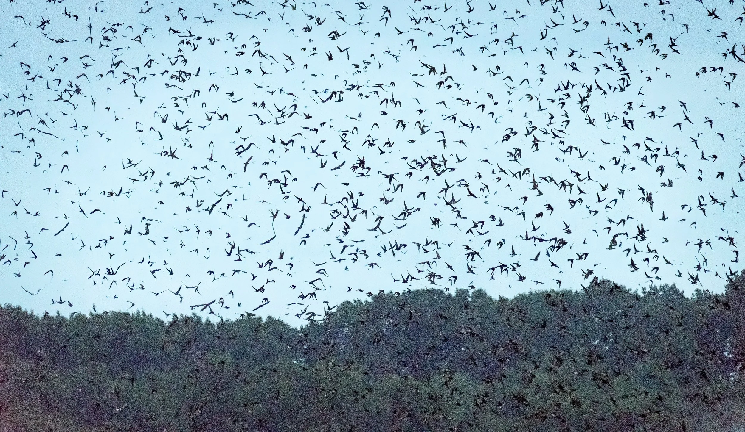 purple martin birds and trees 2-SharpenAI-Standard.jpg