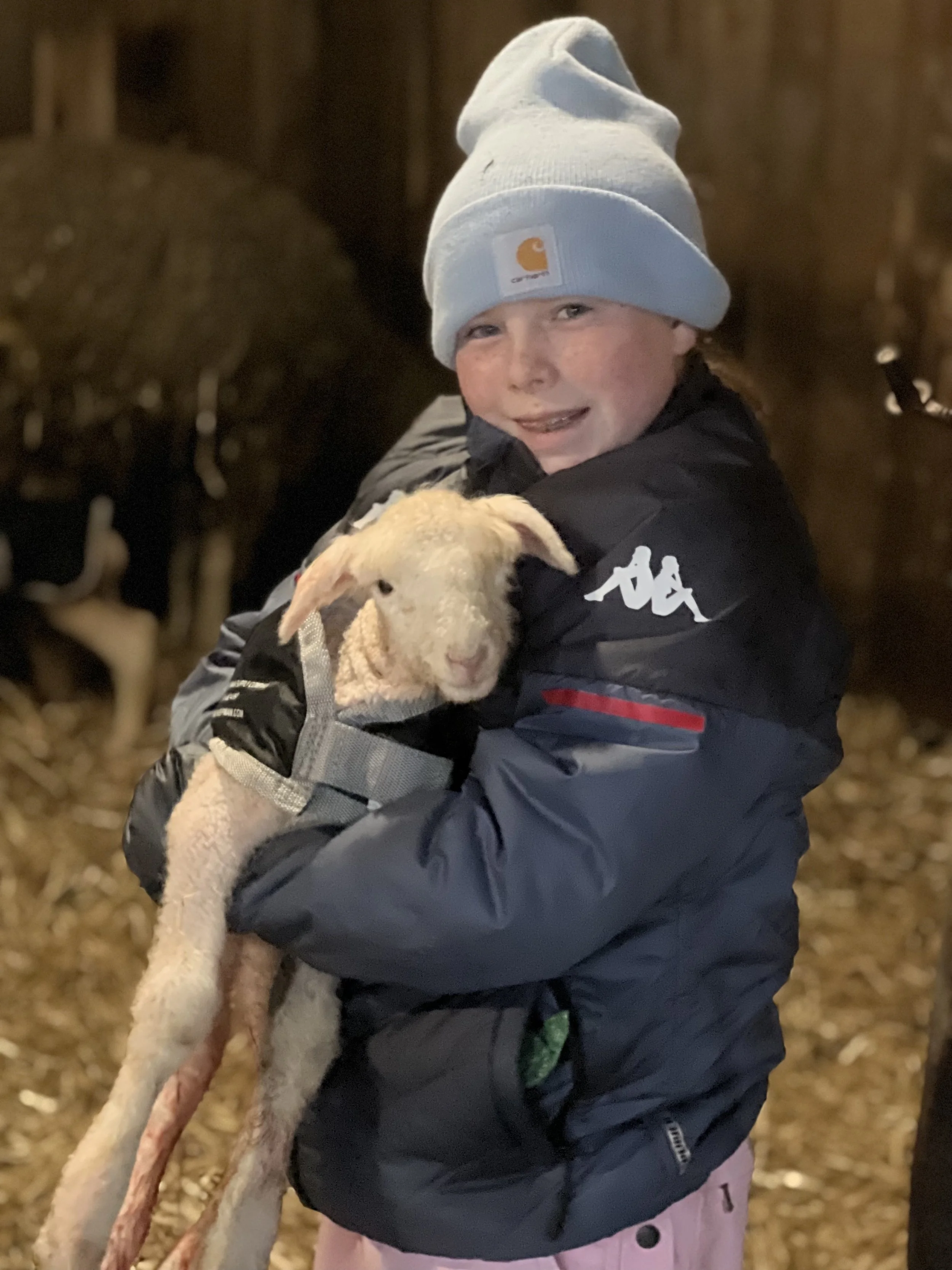 lambs.jpg