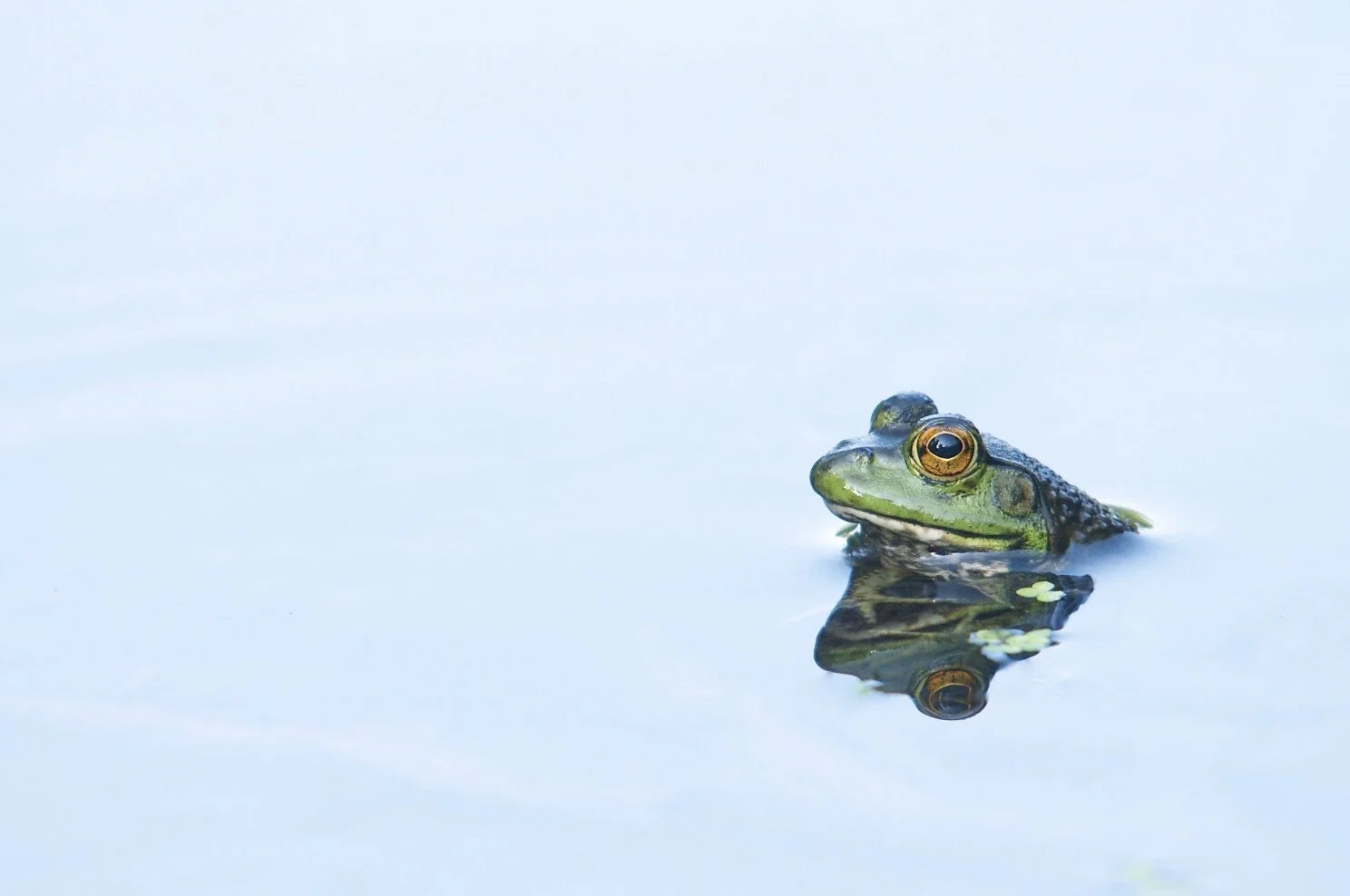 Bullfrog.jpg