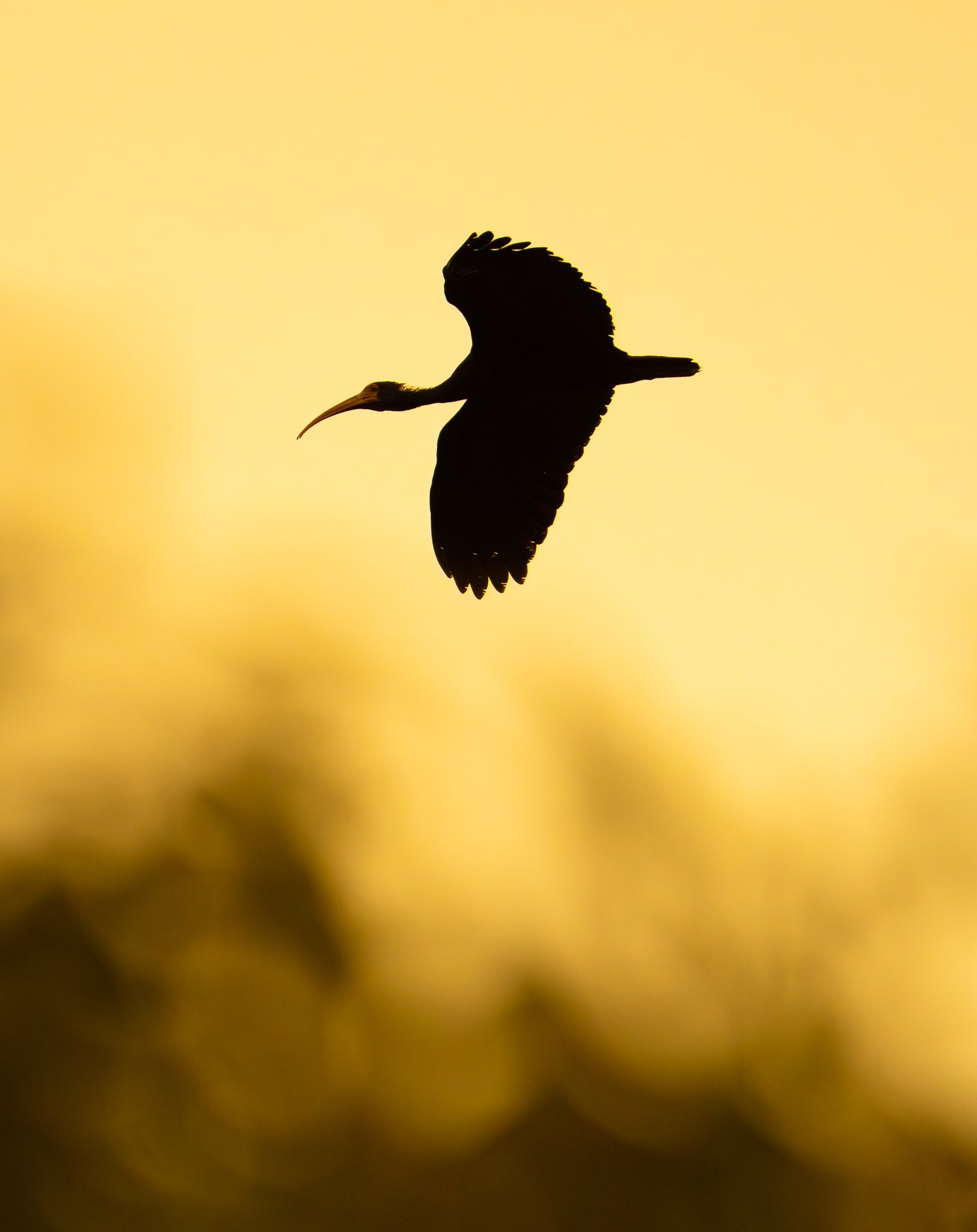 Ibis Silhouette.jpg