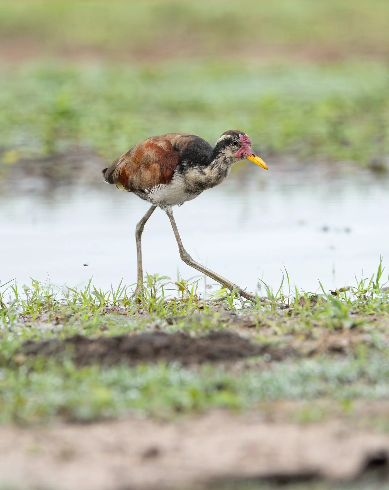 Juvenile jacana 2.jpg