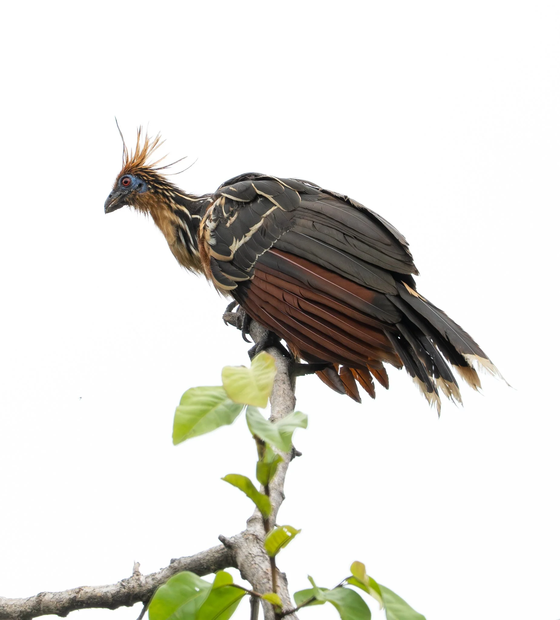 Hoatzin 1.jpg