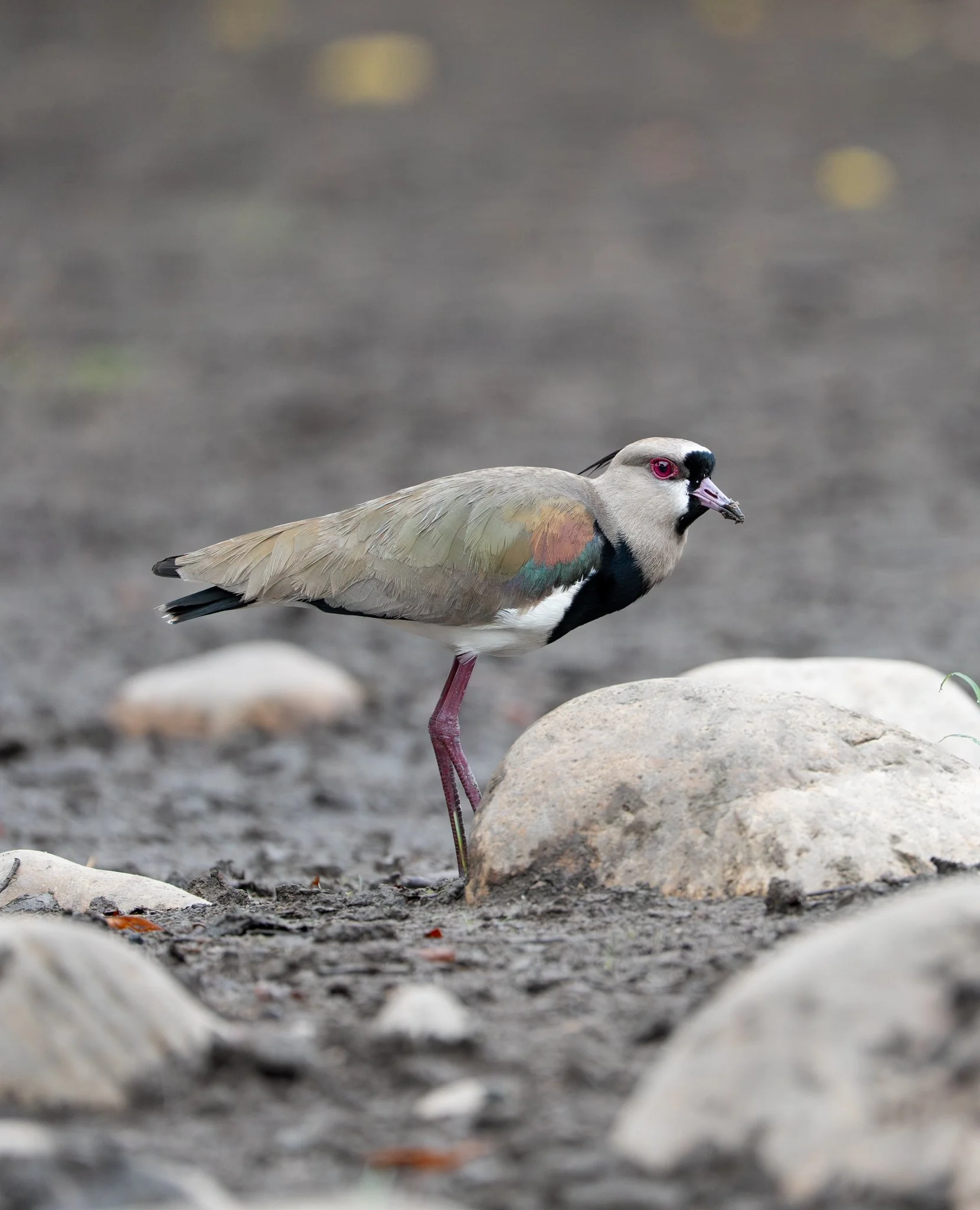 Lapwing 2.jpg