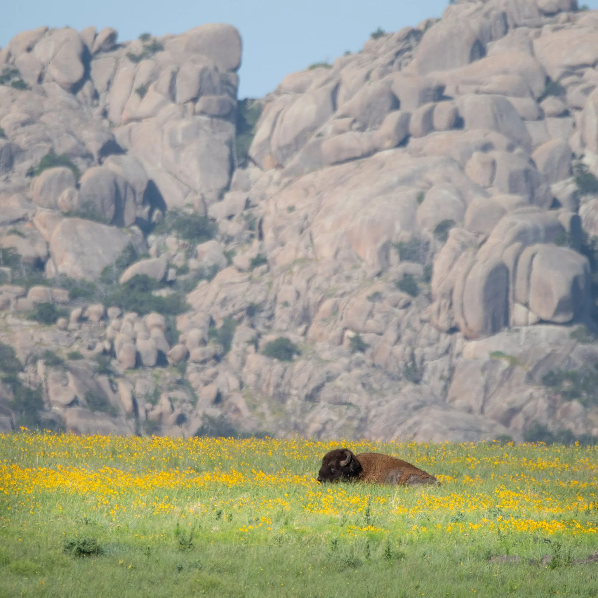 Bison flowers.jpg