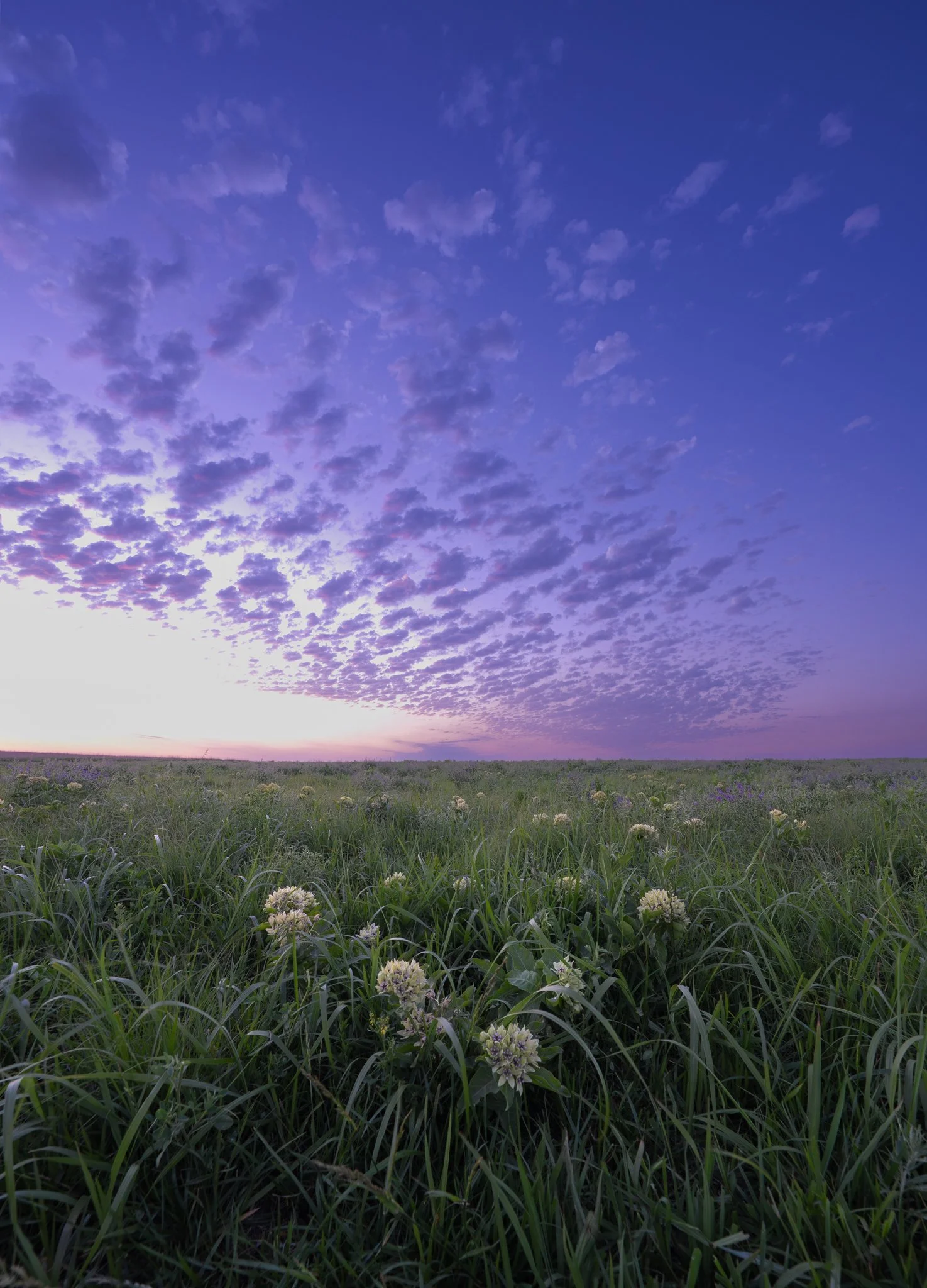 milkweed sunrise.jpg