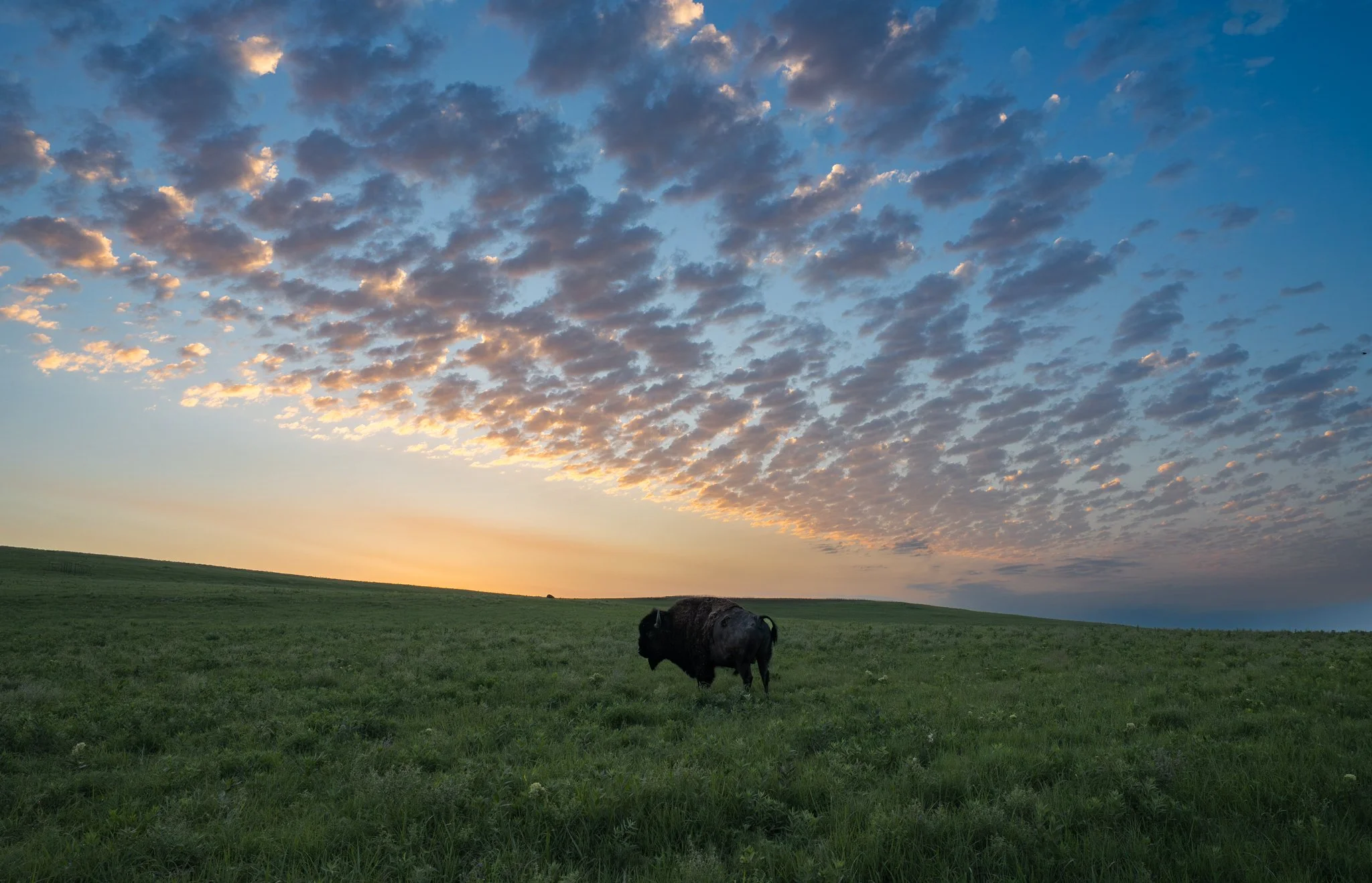 Bison sunrise.jpg